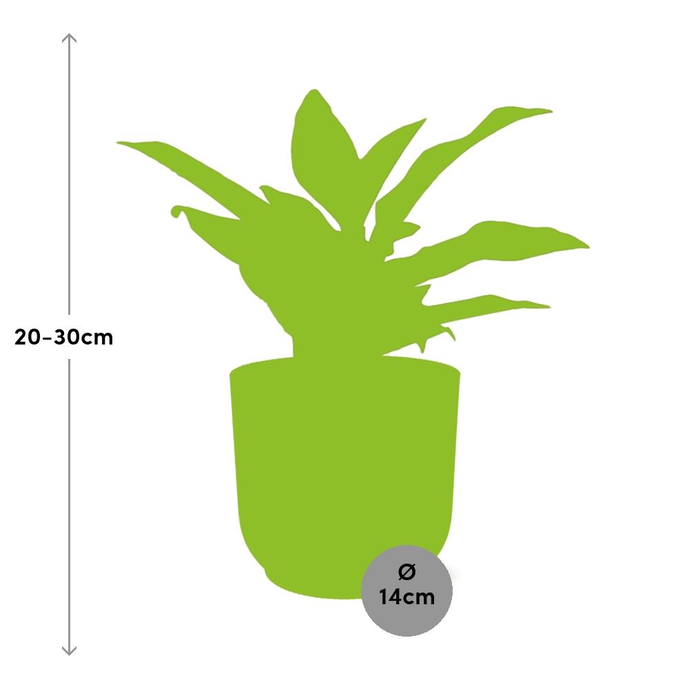 Aglaonema Crete in ELHO Vibes Fold 14cm geel - Pflanzfix24