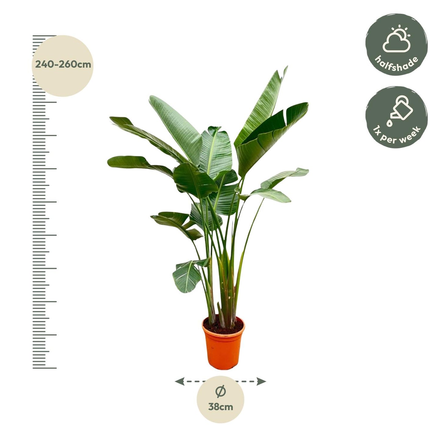 Strelitzia Augusta de luxe XXL 250 cm Ø38 – Weiße Paradiesvogel Pflanze | Pflanzfix24.de - Pflanzfix24.de