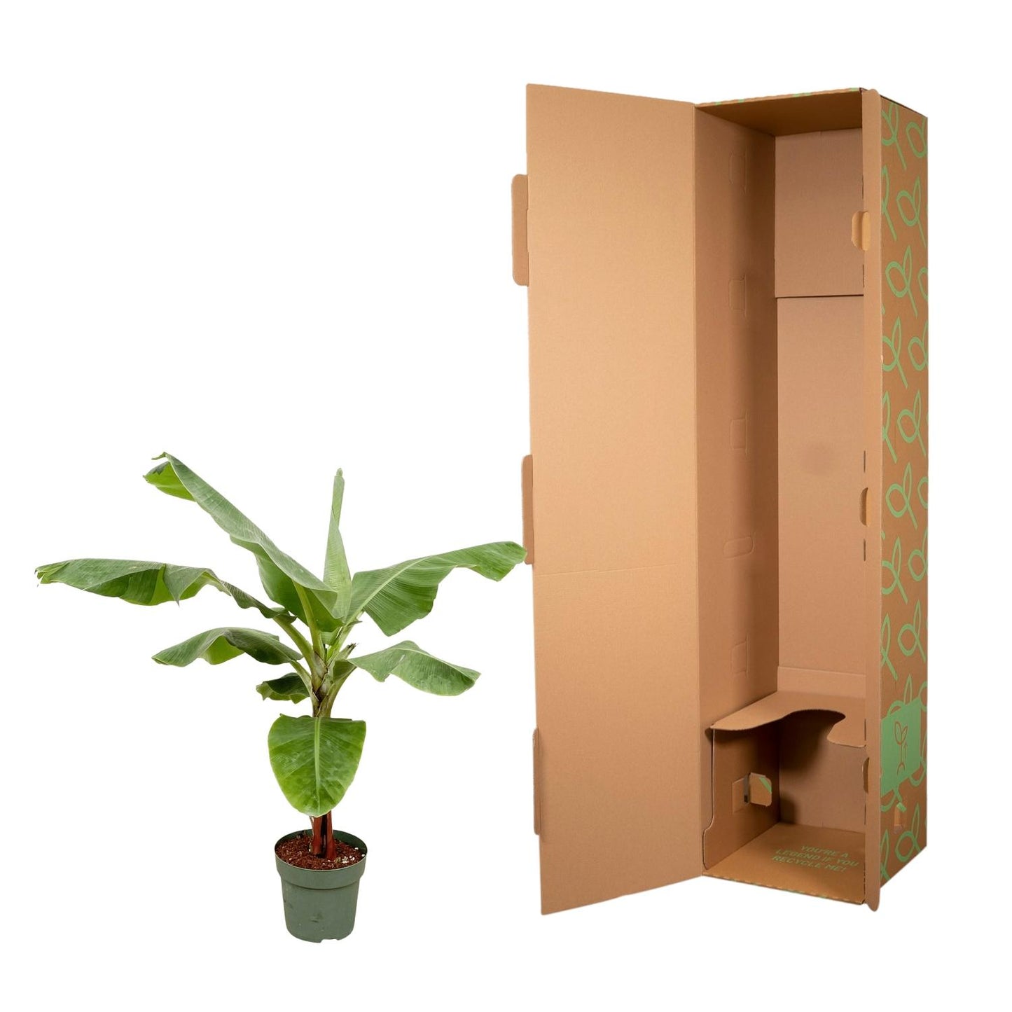 Bananenplant (Musa) - 170cm - Ø30 von Pflanzfix24.de - Pflanzfix24.de