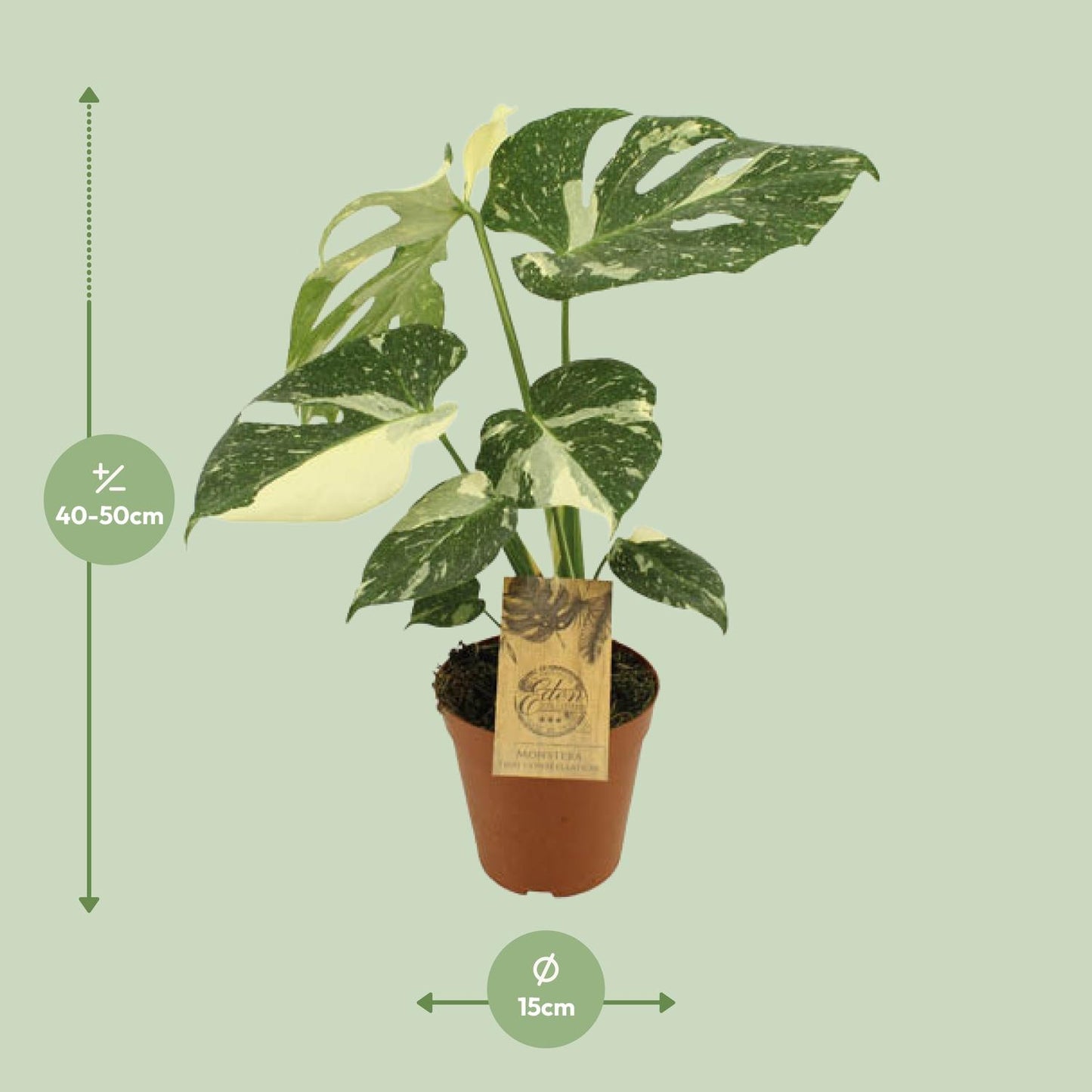 Monstera Thai Constellation Ø15cm, 50cm hoch | Pflanzfix24.de - Pflanzfix24.de