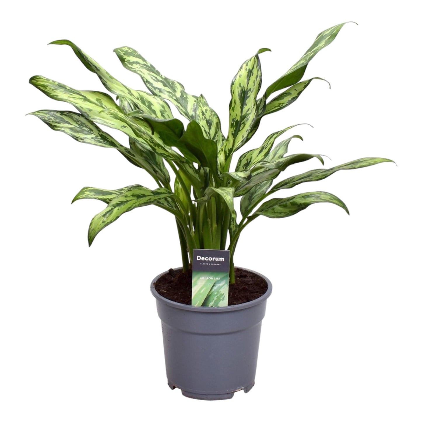 Aglaonema Juliette - 40 cm - ø12 bei Pflanzfix24.de - Pflanzfix24.de