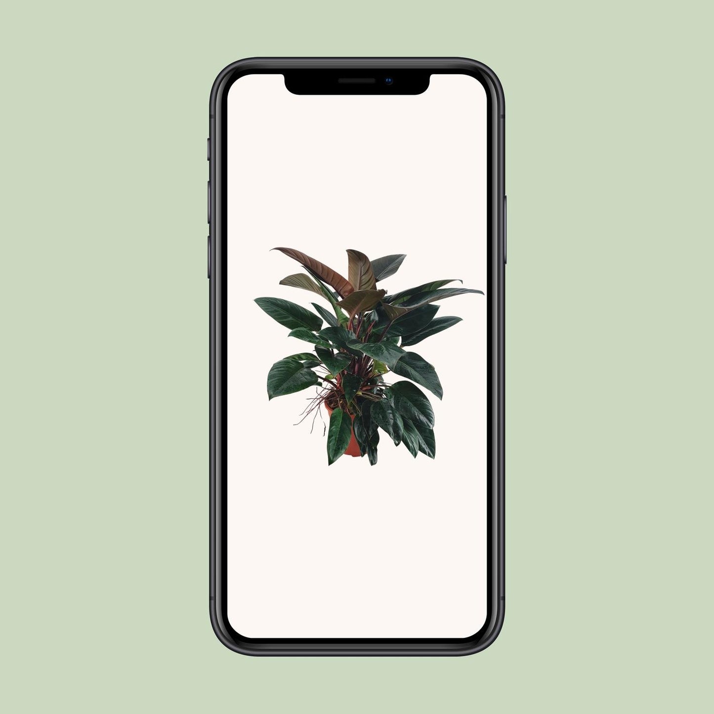 Philodendron Congo Rojo - Ø27 ↕100 by Pflanzfix24