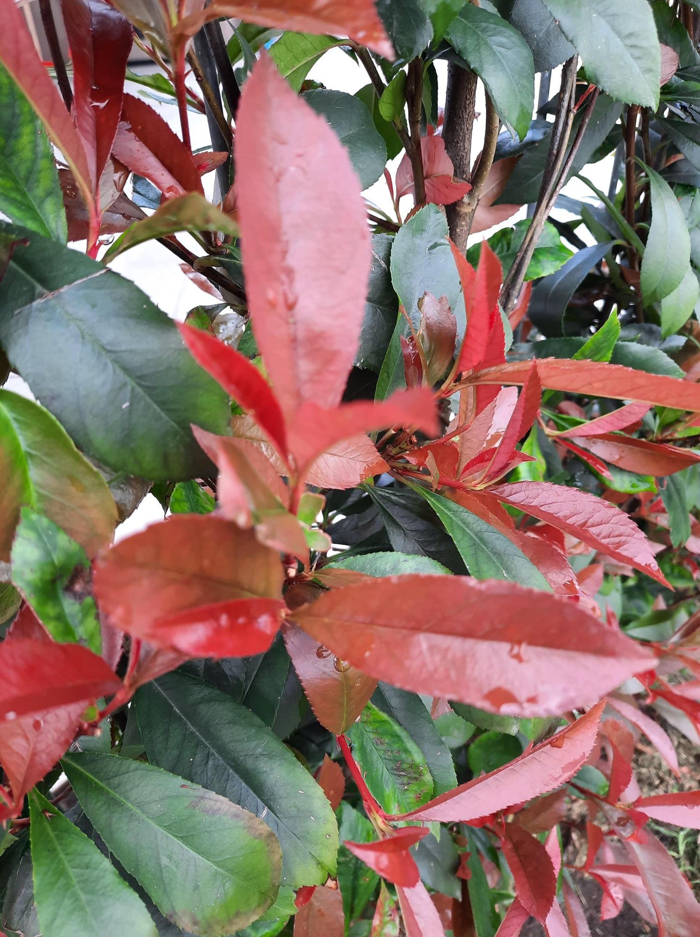 Photinia fraseri 'Carré Rouge' - Fertighecke - 120 x 180 cm - Pflanzfix24
