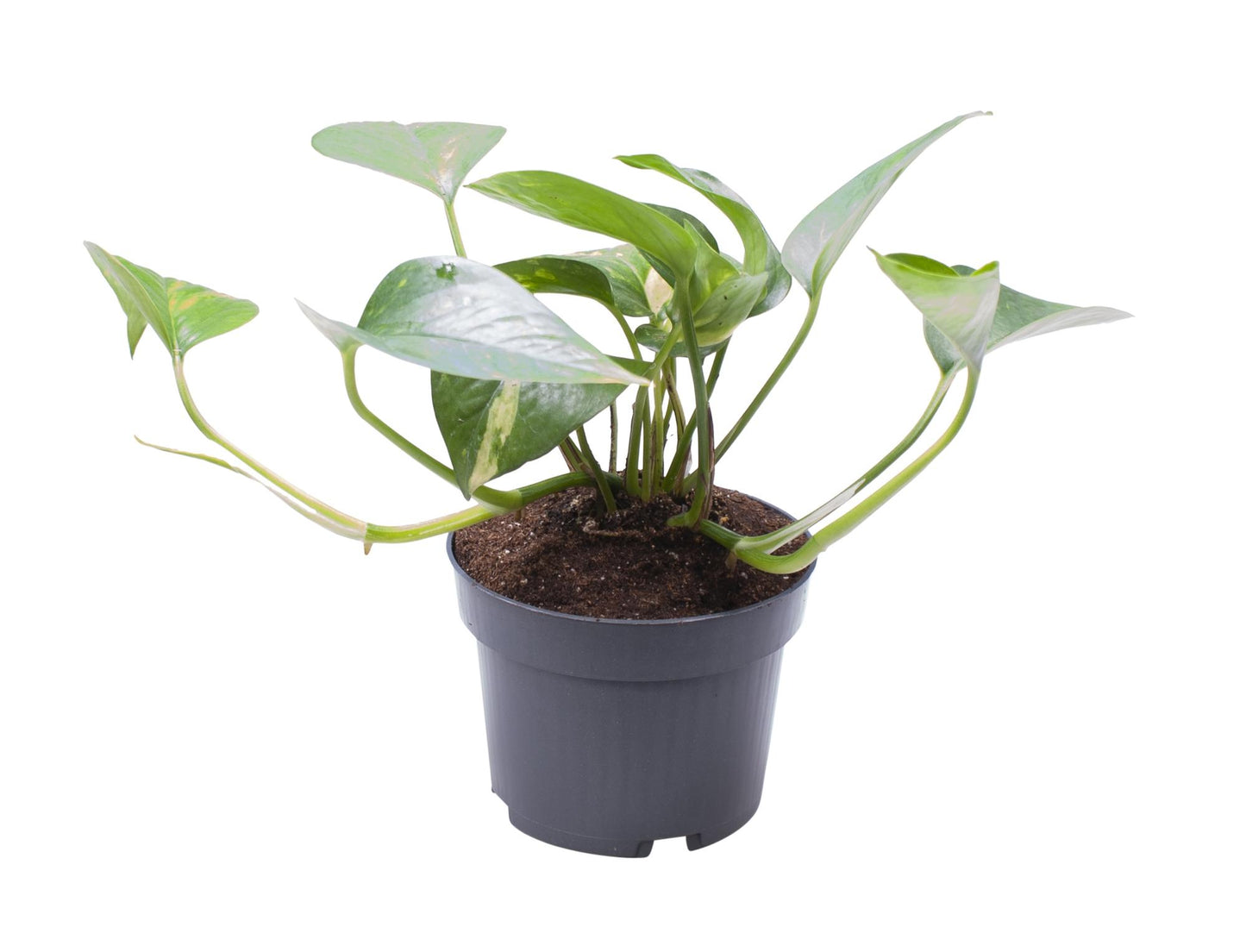 Epipremnum Pinnatum Aureum - Ø10cm - ↕cm - Pflanzfix24