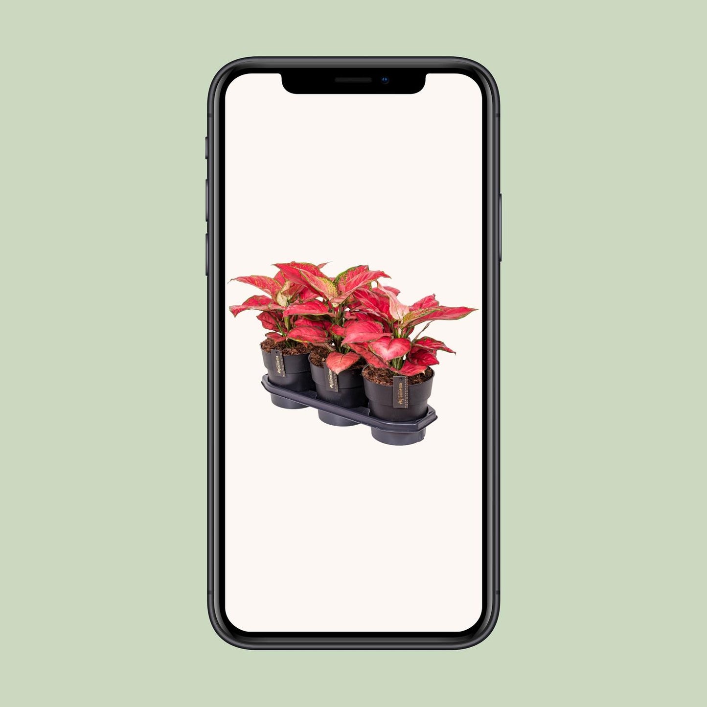 Aglaonema Red Joy - Ø19cm - ↕40cm - Pflanzfix24