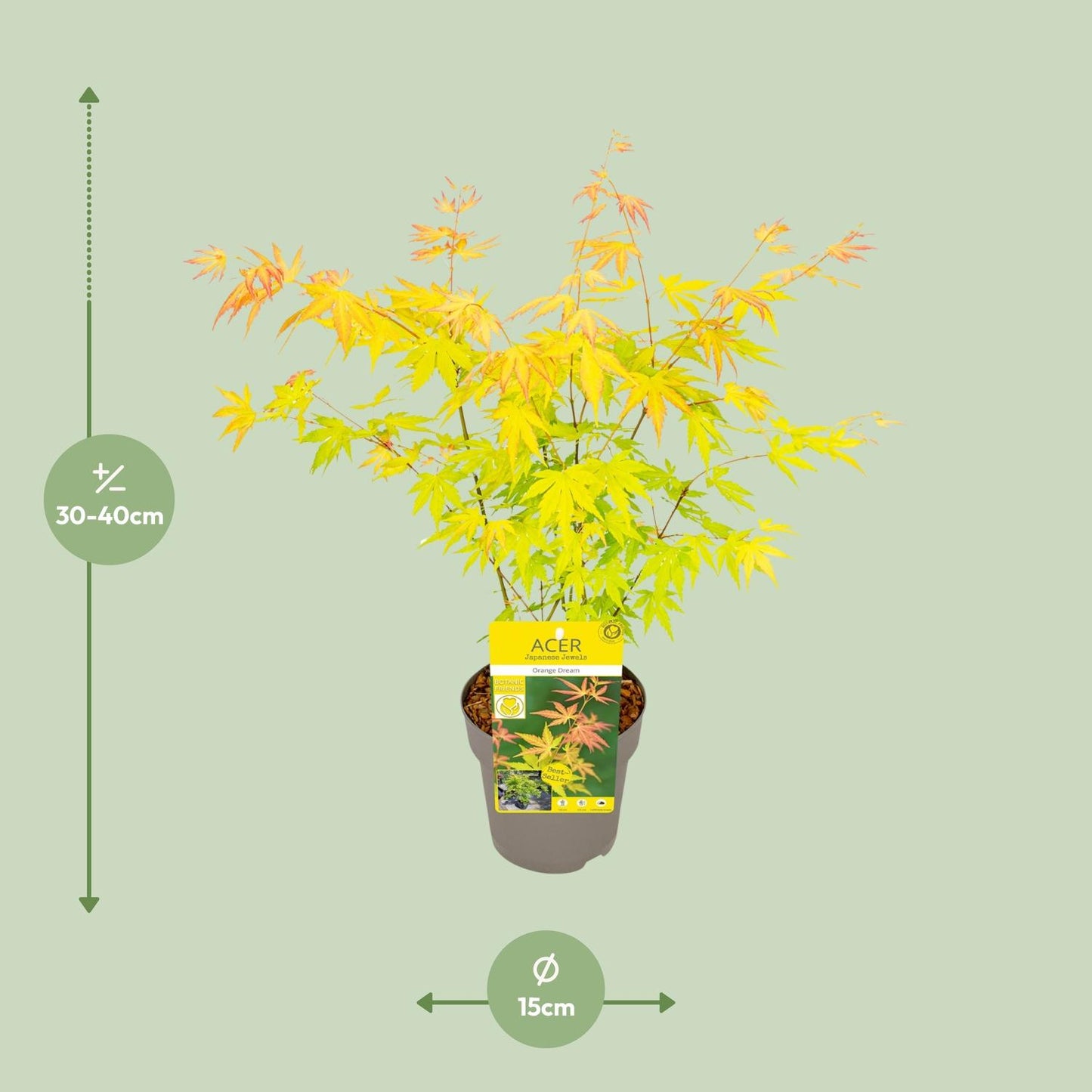 Acer palmatum Orange Dream - Ø15cm - ↕30cm bei Pflanzfix24.de - Pflanzfix24.de