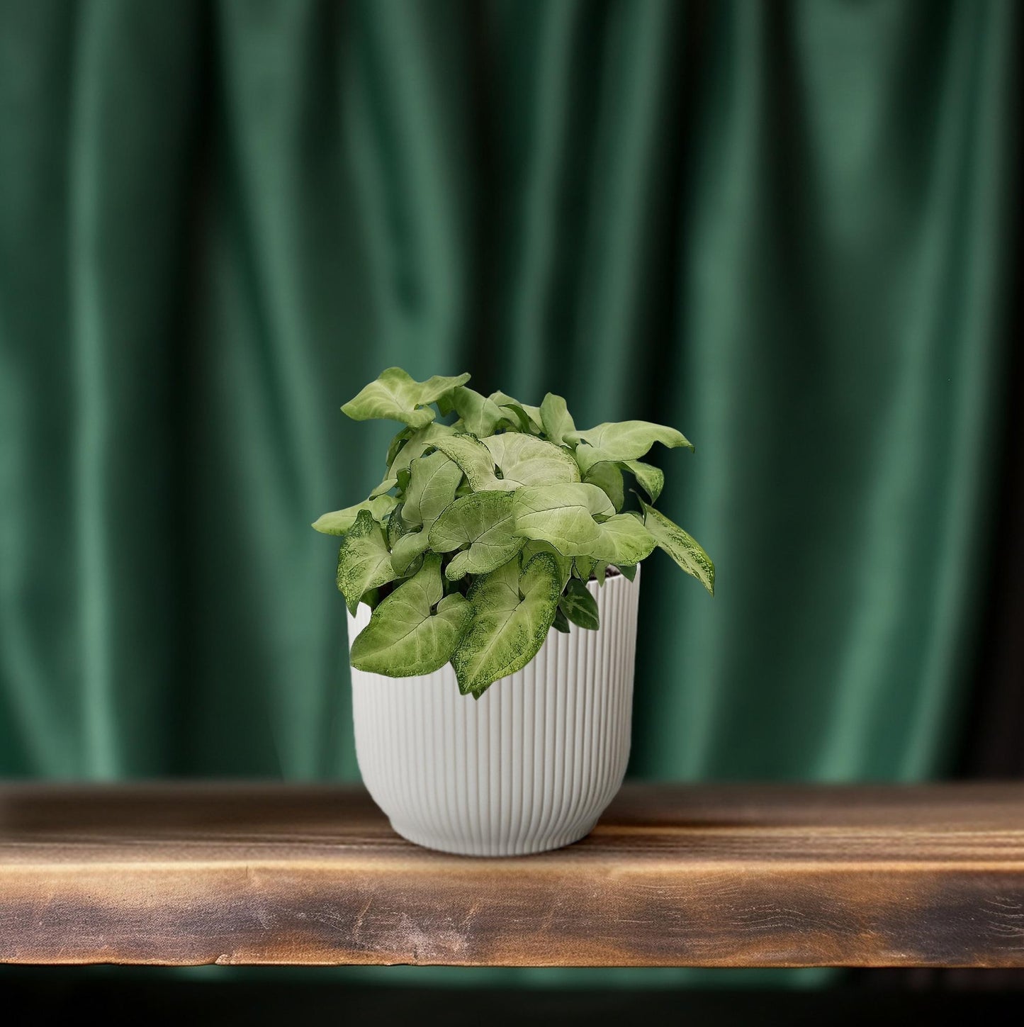 Syngonium 'White Butterfly' - Ø13cm - ↕25cm - Pflanzfix24