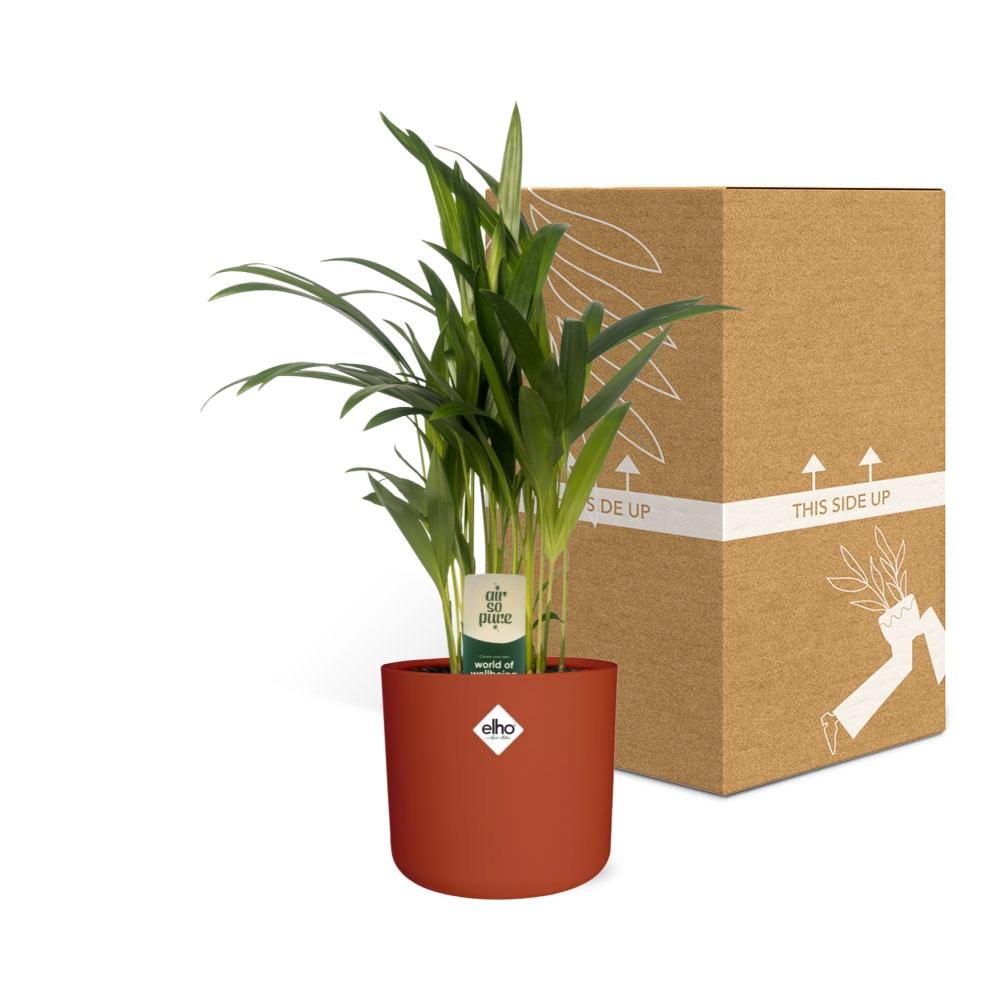 Dypsis Lutescens (Areca) 12cm - Bambuspalme - Pflanzfix24