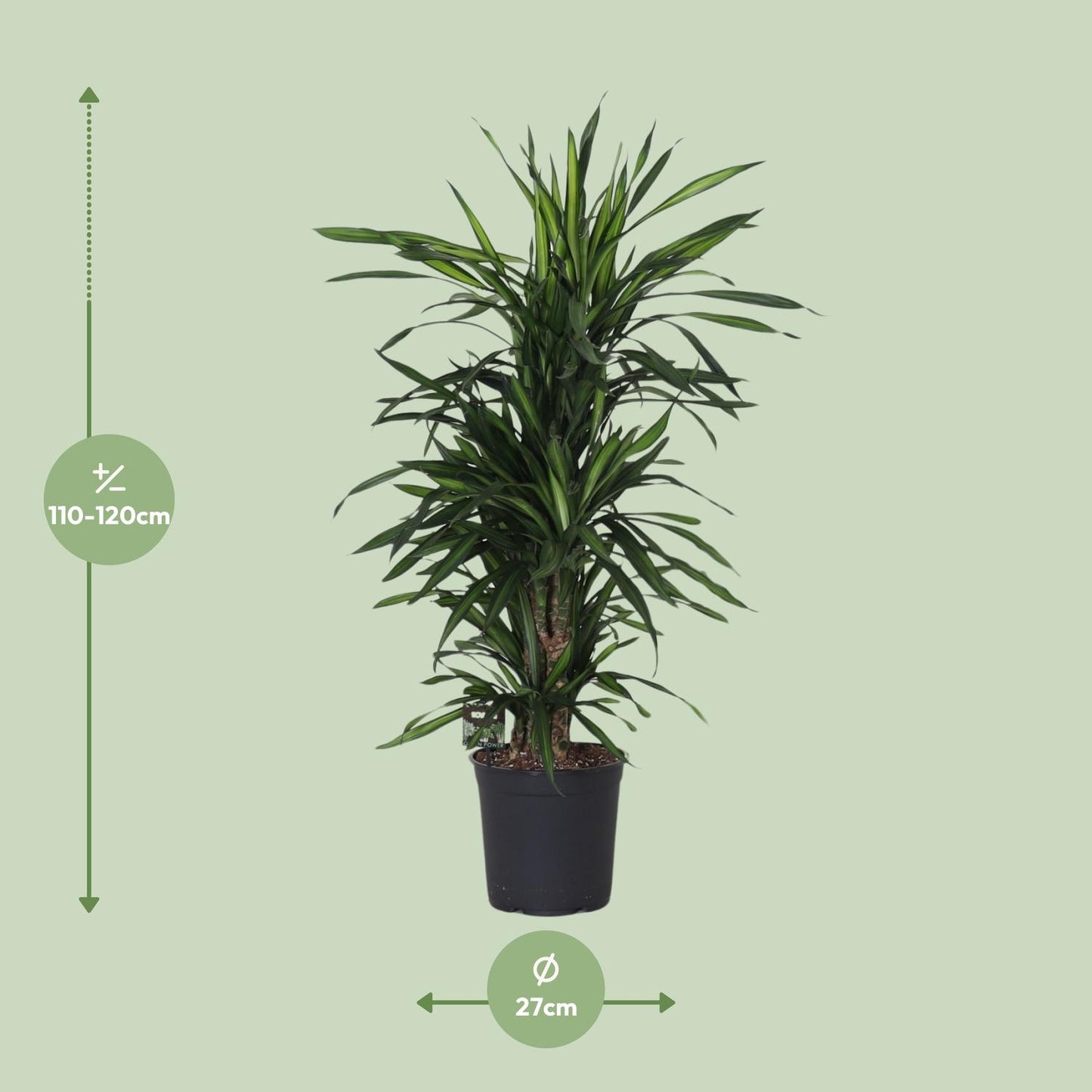 Dracaena Frag. Rikii - Ø27cm - ↕120cm - Pflanzfix24