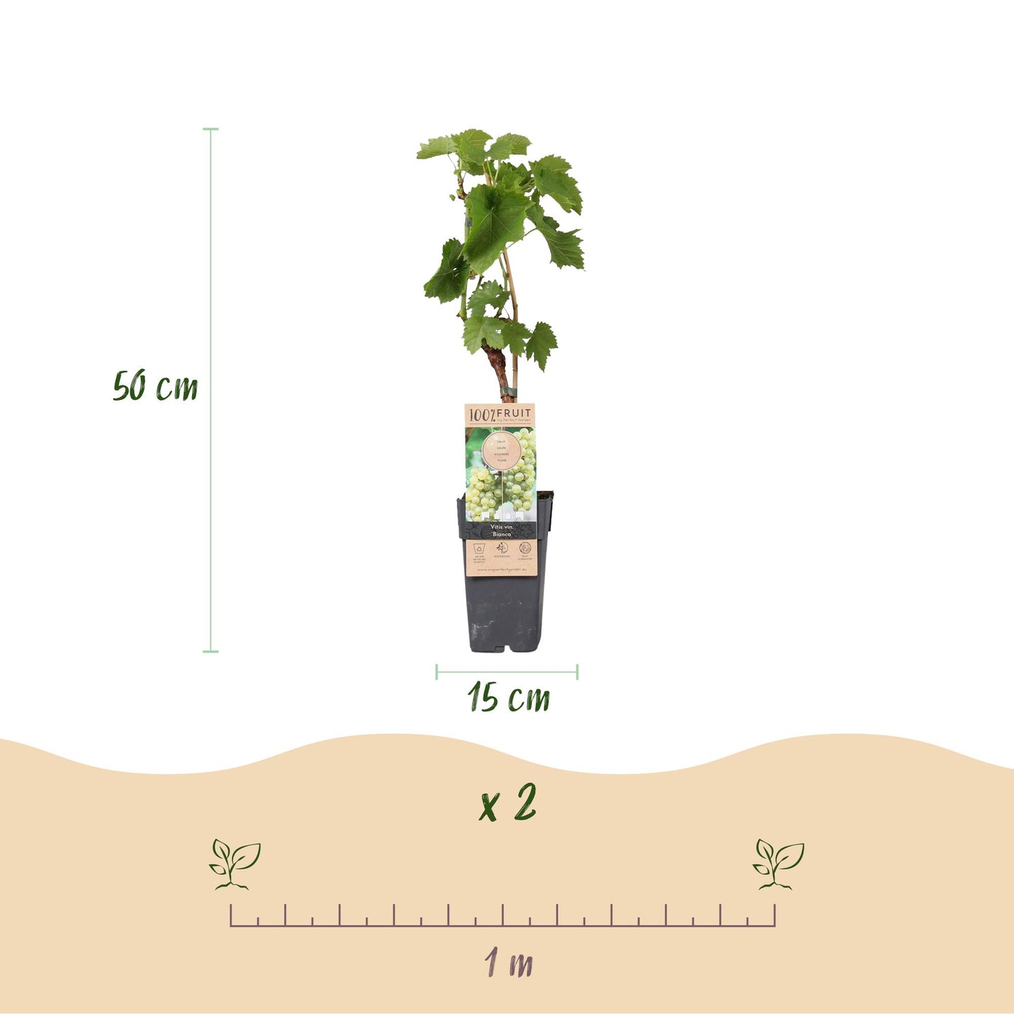 Weiße Traube Vitis vinifera Bianca – 2 Pflanzen, 15cm Topf | Pflanzfix24