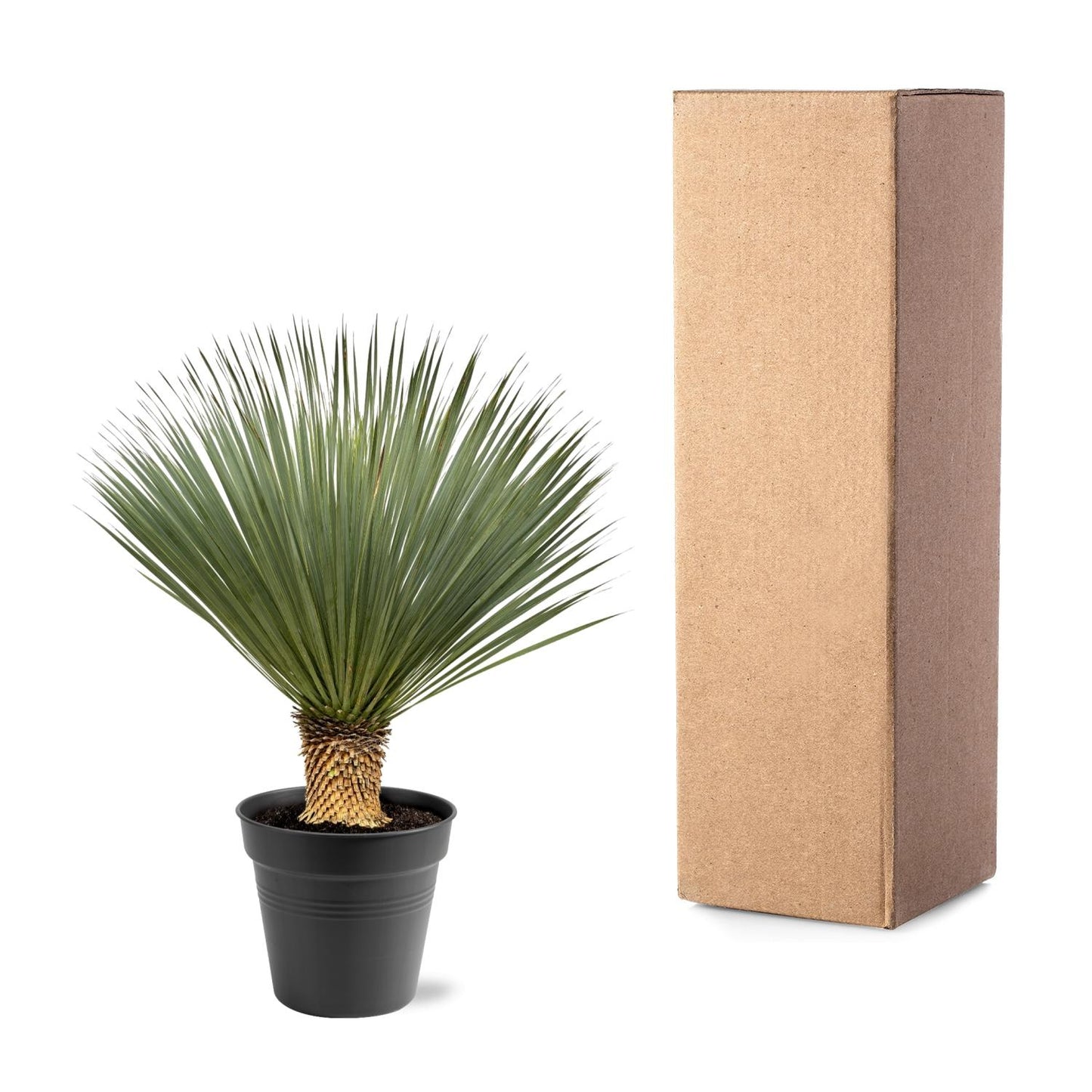 Yucca Rostrata 100-120 cm Topf Ø40 cm – Robust & Exotisch | Pflanzfix24.de - Pflanzfix24.de