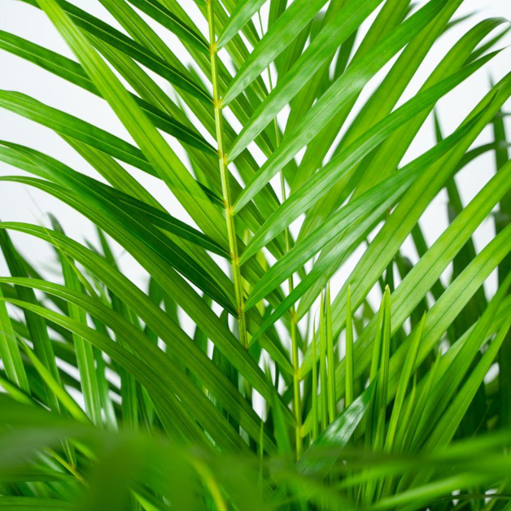 Areca-Palme mit Topf - 110cm - Ø21cm - Pflanzfix24