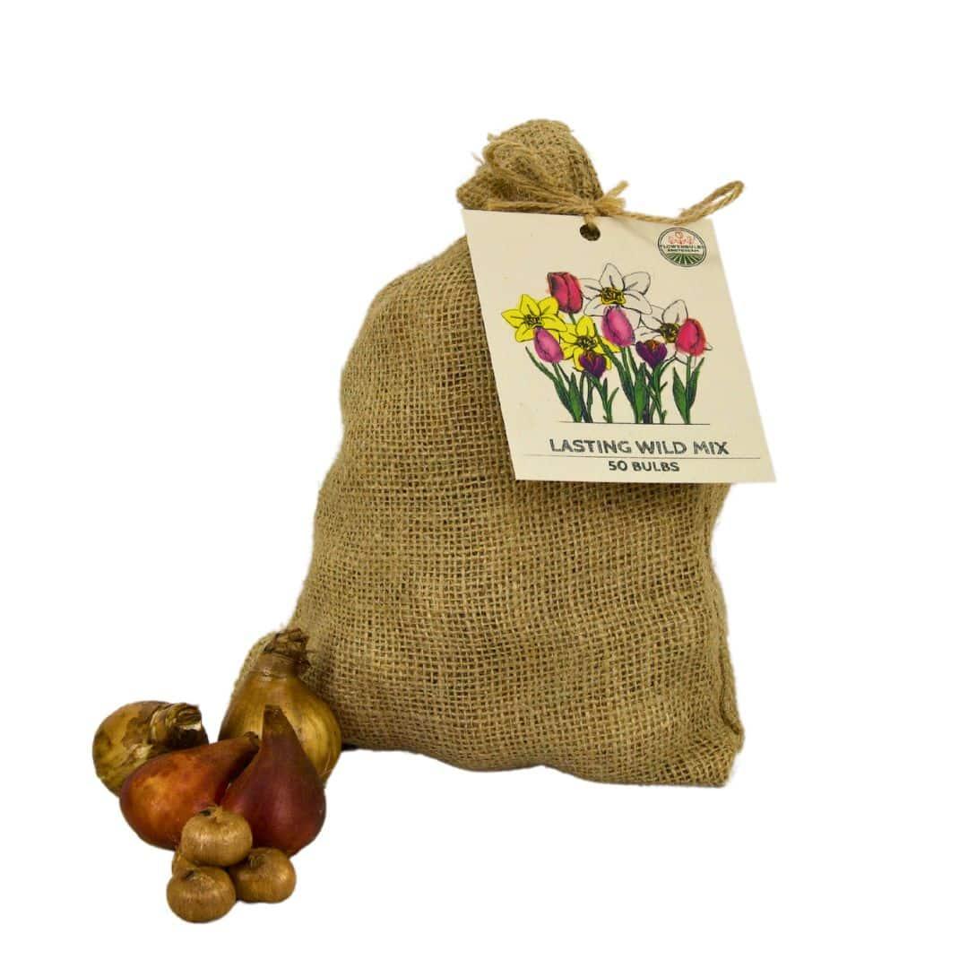 Blumenzwiebeln Amsterdam - Medium Lasting Wild Mix - 50er Pack - Pflanzfix24