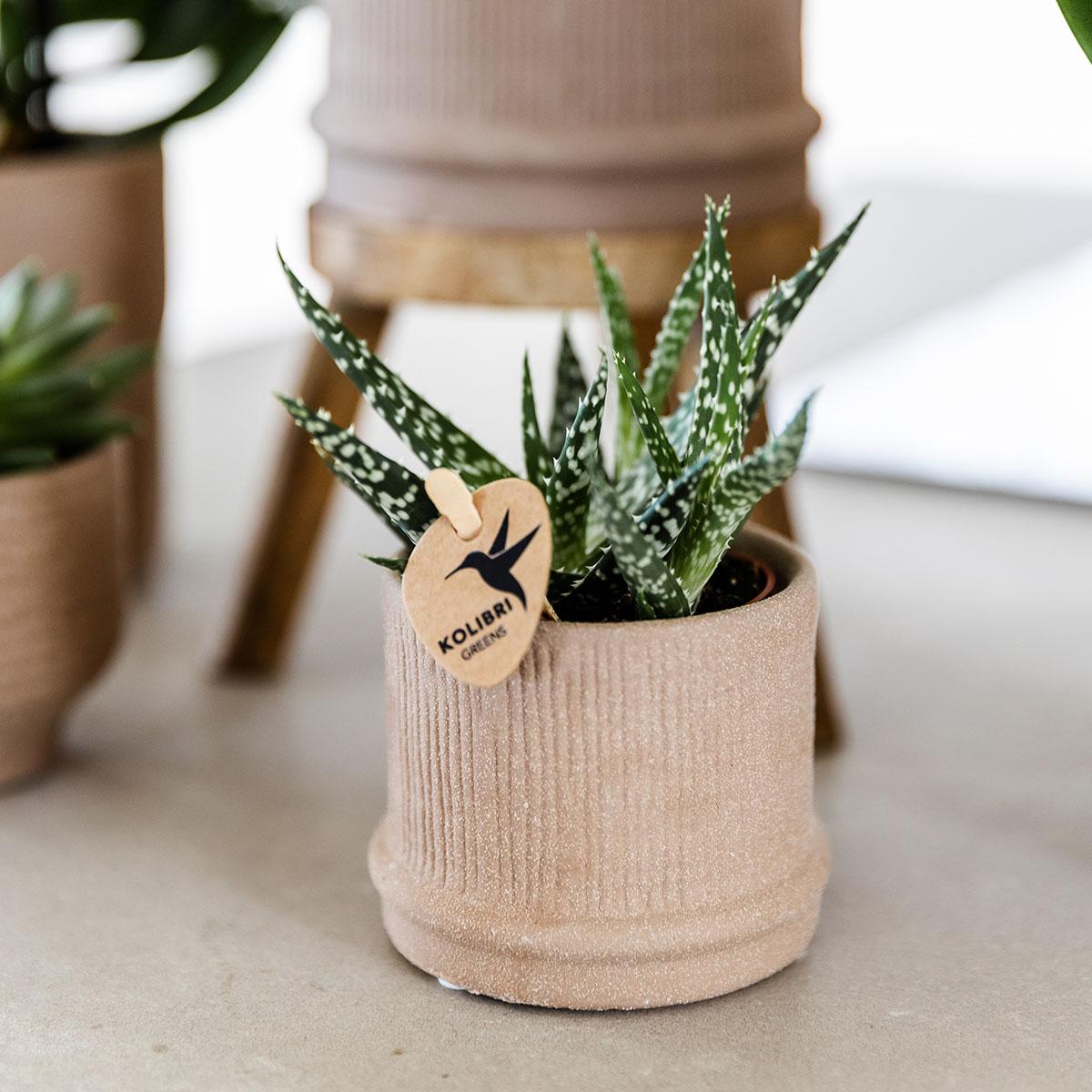 Bali Blumentopf Sand Ø6cm - Kolibri Home | Pflanzfix24.de - Pflanzfix24.de
