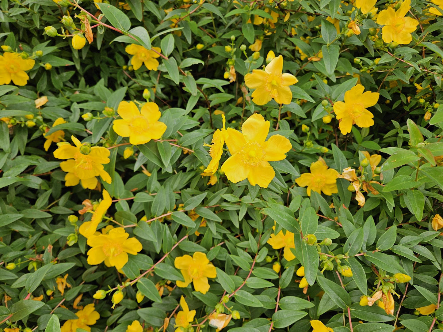 12x Hypericum dummeri ‘Peter Dummer’ Ø9cm | Gelber Bodendecker | Pflanzfix24.de - Pflanzfix24.de