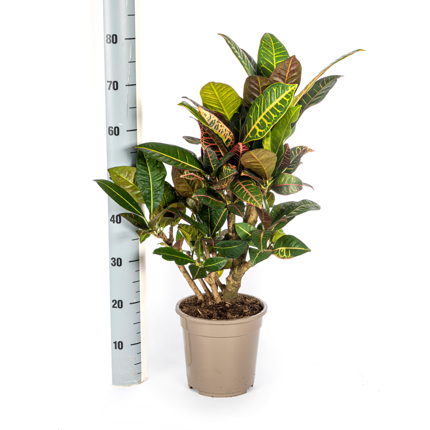 Codiaeum 'Croton' Petra Ø21cm - ↕60 - 80cm - Pflanzfix24
