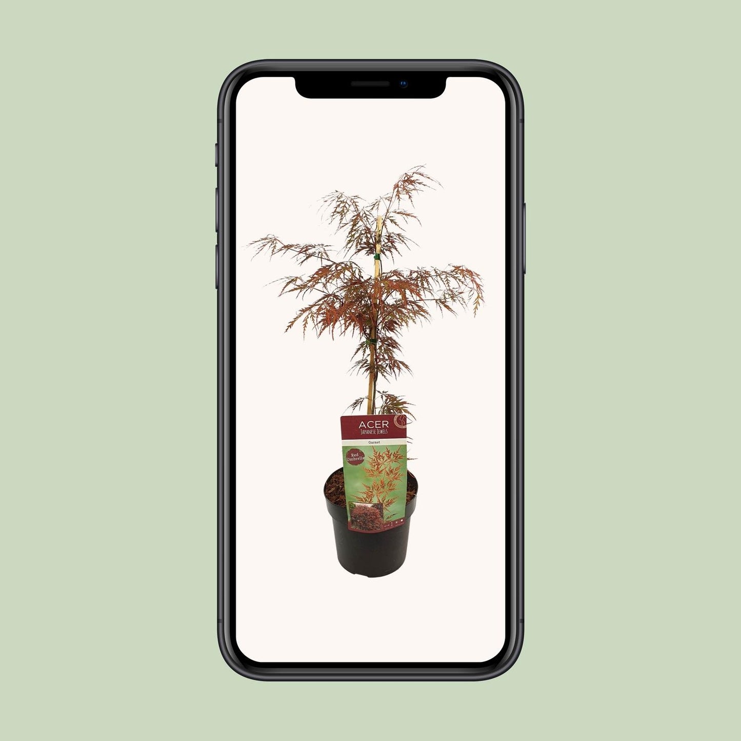 Acer palm. 'Garnet' - Ø19cm - ↕40cm bei Pflanzfix24.de - Pflanzfix24.de