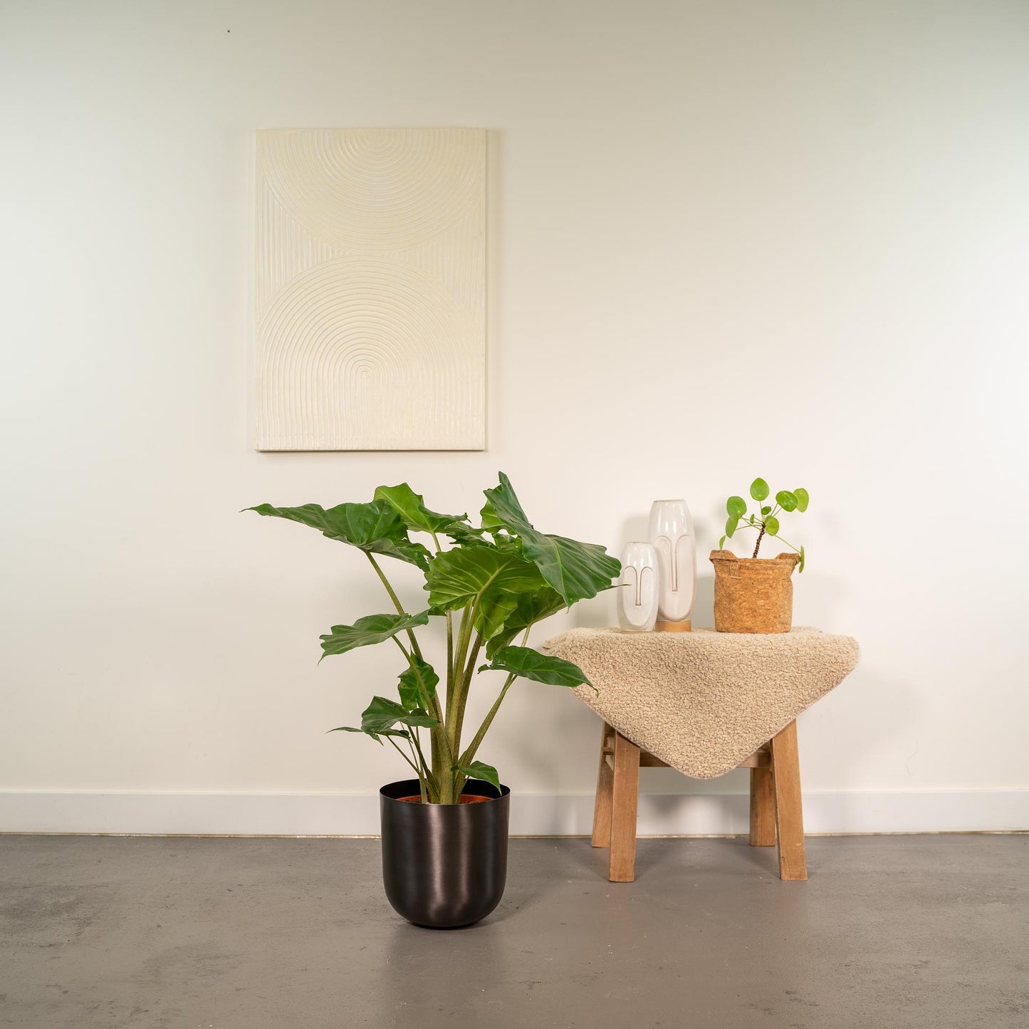 Alocasia Portodora - Zimmerpflanze - Ø21cm - Pflanzfix24