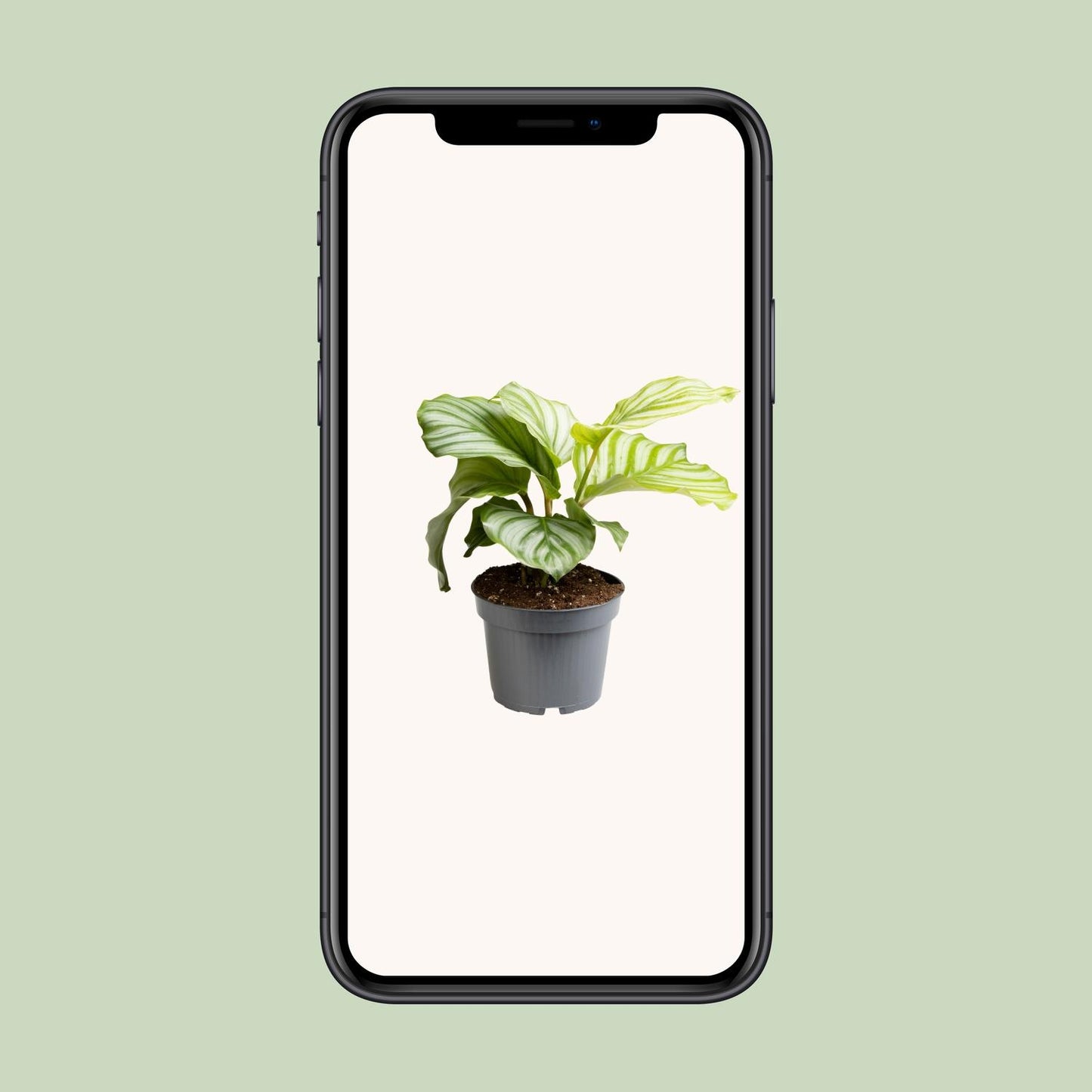Calathea Orbifolia - Ø12cm - ↕25cm - Pflanzfix24.de - Pflanzfix24.de