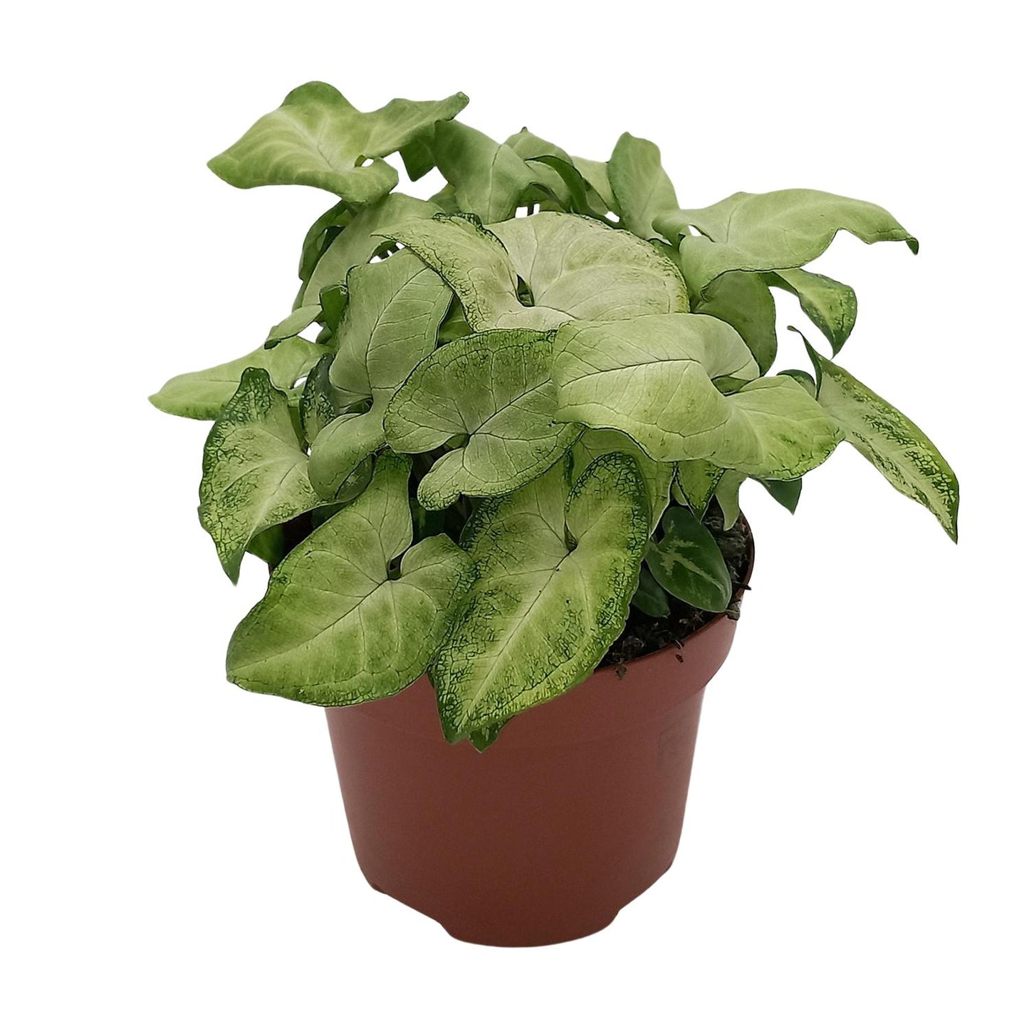 Syngonium 'White Butterfly' - Ø13cm - ↕25cm - Pflanzfix24