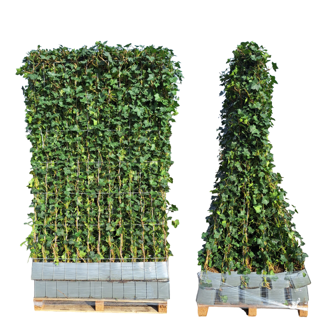 Hedera Hibernica Fertighecke - 150 cm - Pflanzfix24.de - Pflanzfix24.de