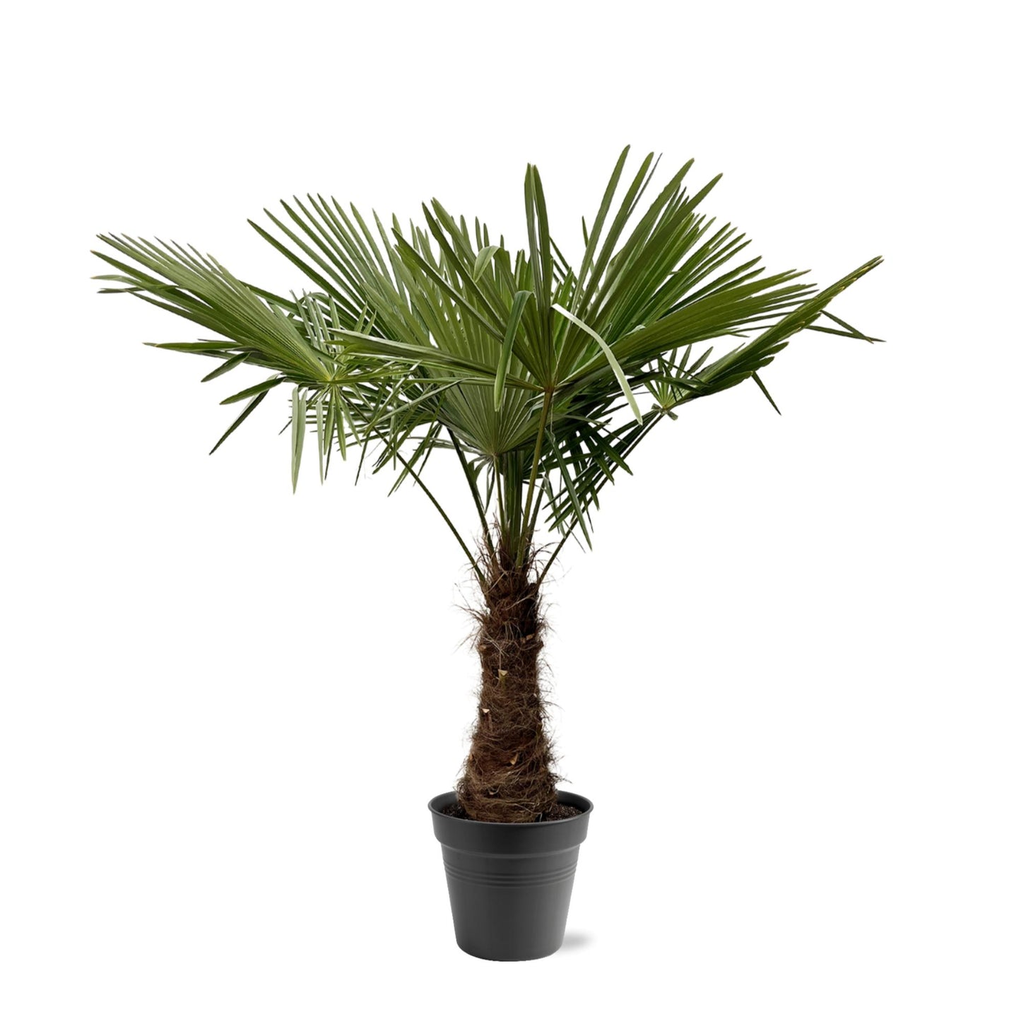 Trachycarpus Fortuneii Palme 220-240cm – Robust & Exotisch | Pflanzfix24.de - Pflanzfix24.de