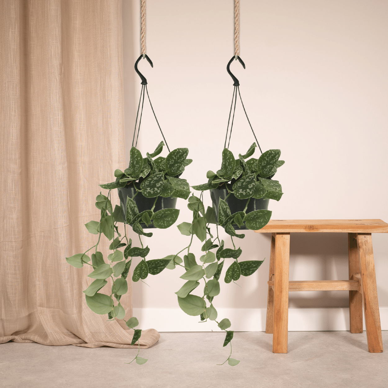 Scindapsus Pictus im 2er-Set – 15cm Topf – Pflanzfix24.de - Pflanzfix24.de