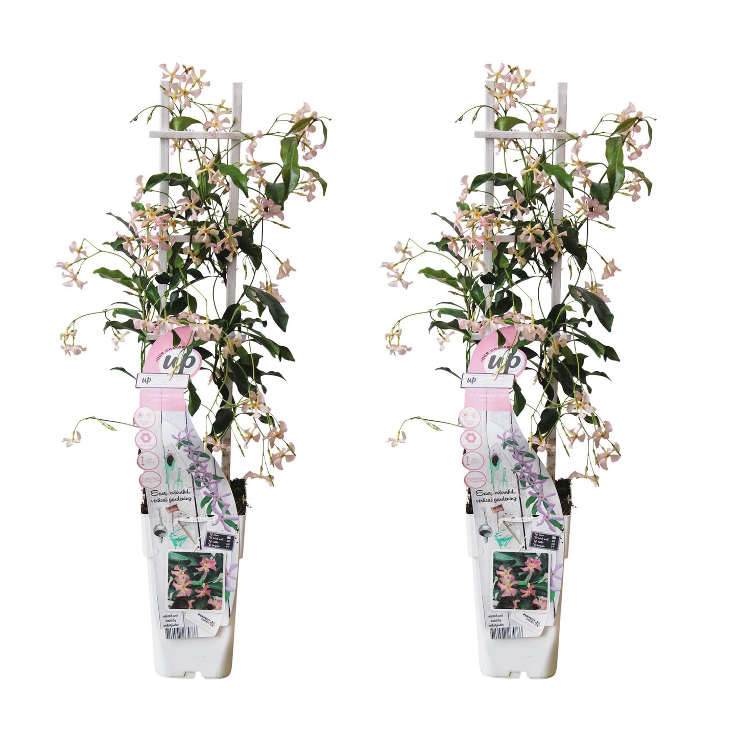 2x - Trachelospermum 'Star of Ibiza' - ↨65cm - Ø15 - Pflanzfix24