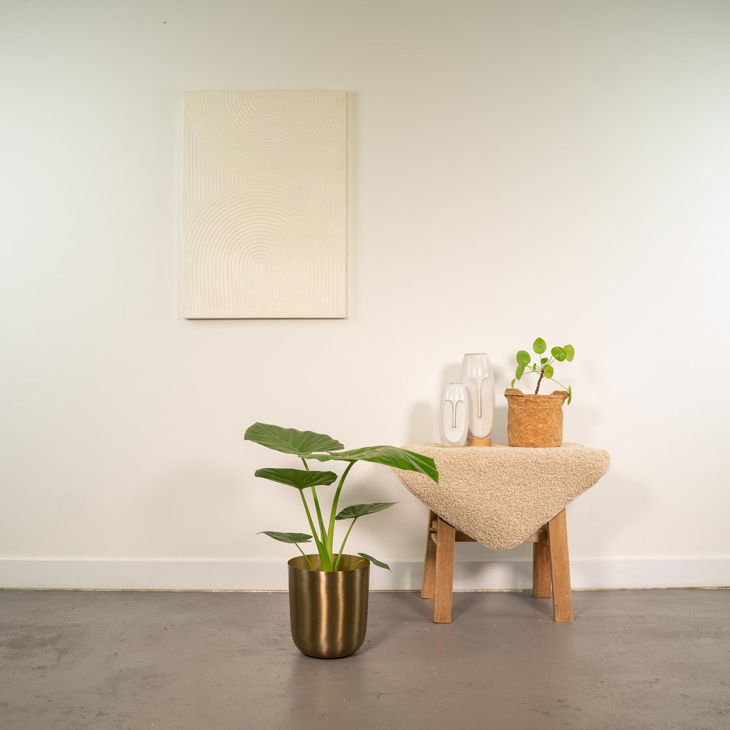 Alocasia Macrorrhiza - Ø19cm - ↕70cm + Topf Mayk Gold - Pflanzfix24