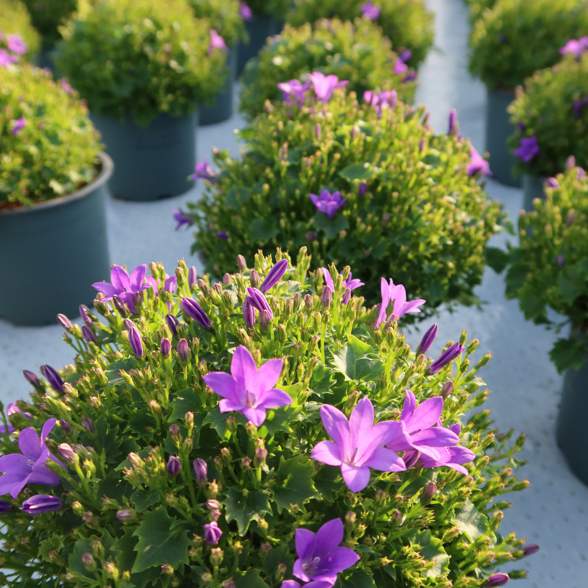 2x Campanula Addenda Ambella Intense Purple in Malaga-Dekotöpfen - Pflanzfix24.de - Pflanzfix24.de