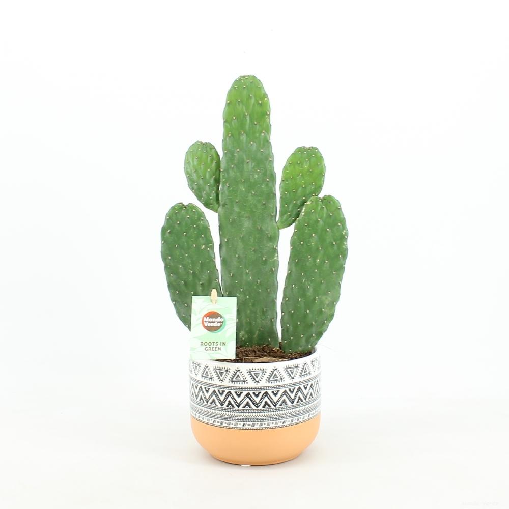 Opuntia Rubescens Consolea In New Azteca Keramiek - Ø13cm - ↕35cm - Pflanzfix24