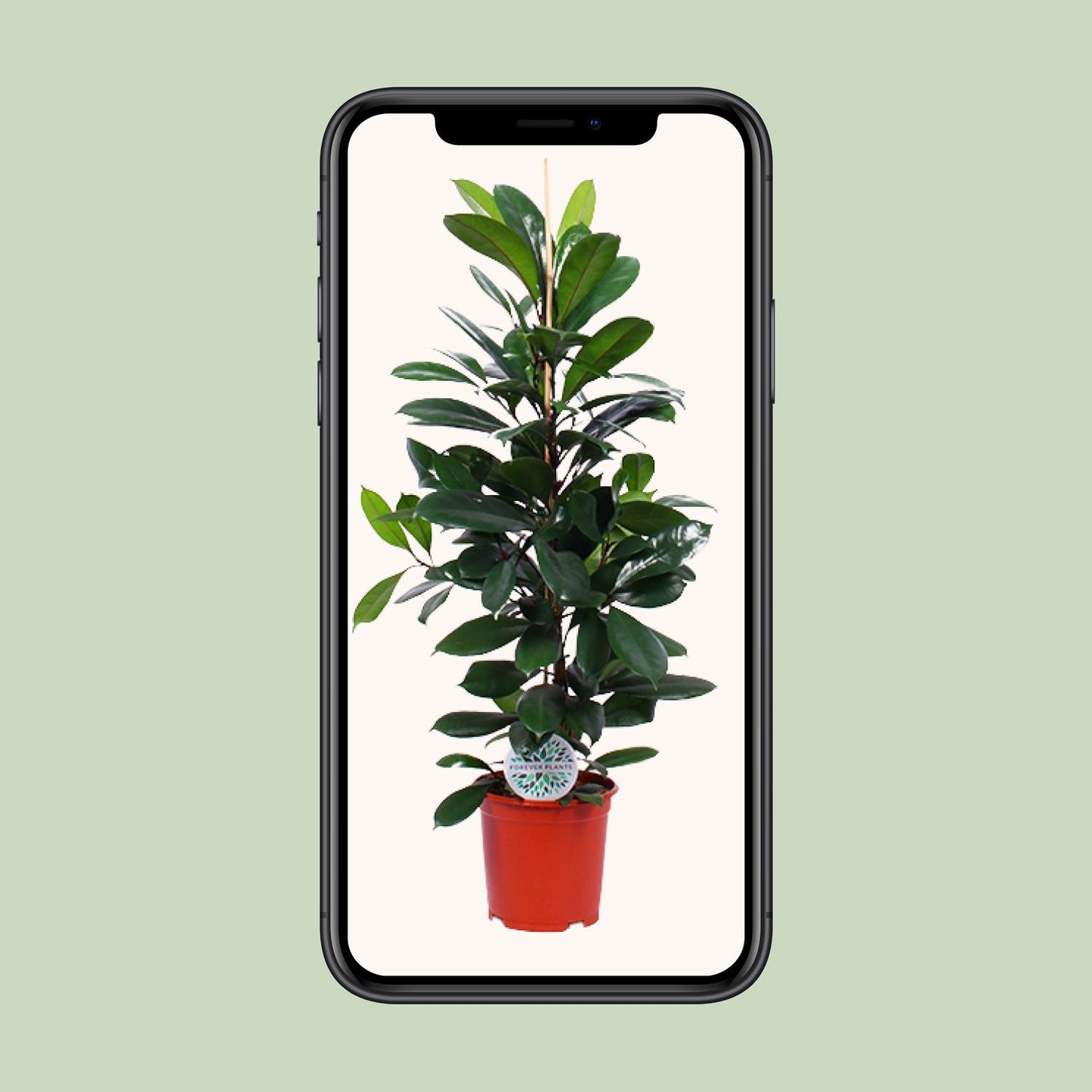 Ficus Cyathistipula - Ø21cm - pflanzfix24
