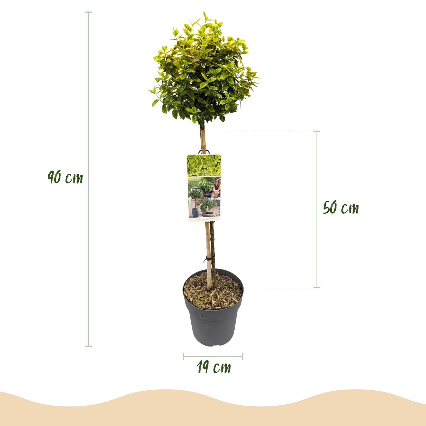 Pflanzfix24 - Euonymus Emerald 'n Gold – Stamm 90 cm, immergrün