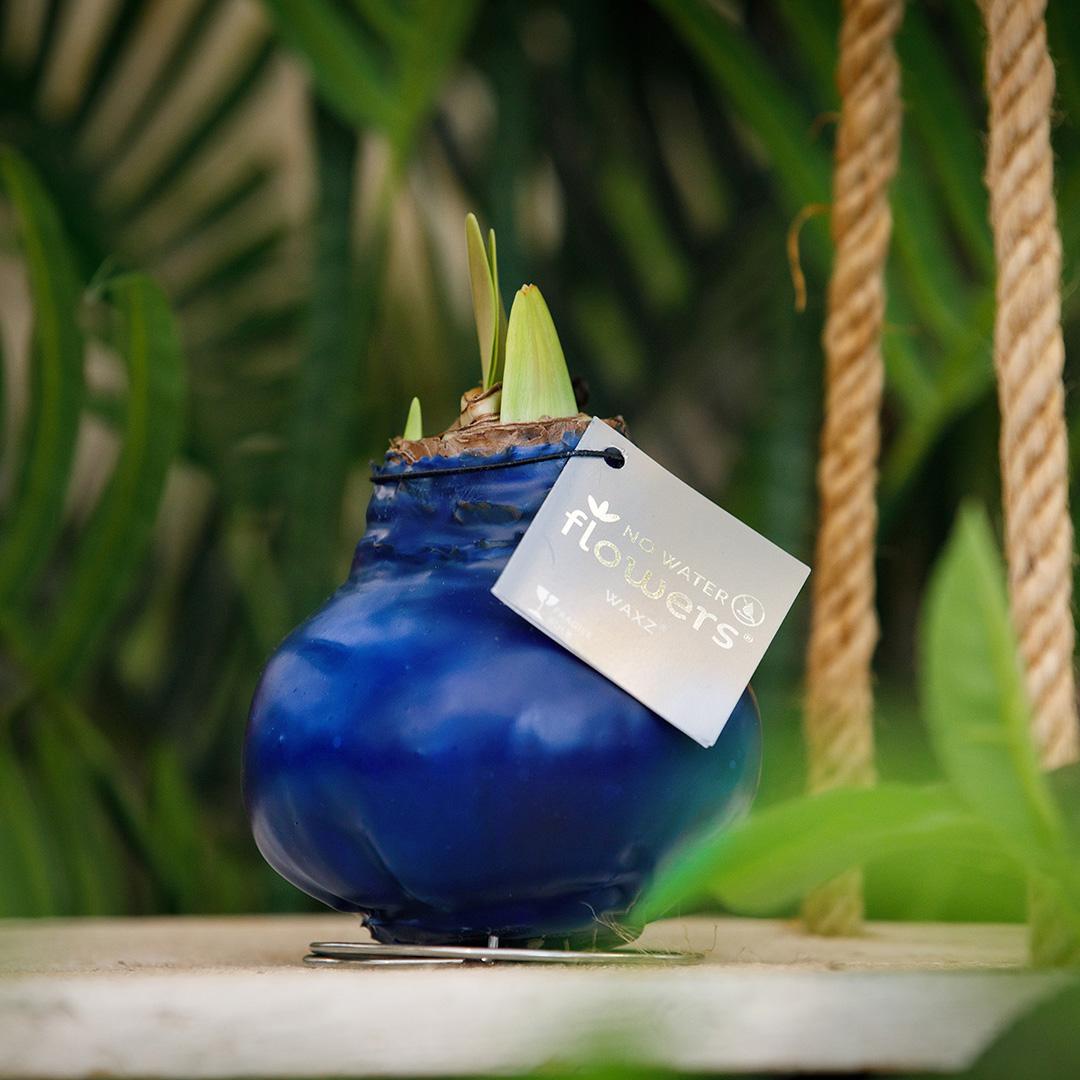 No Water Flowers® (wax amaryllis) | Waxz® Colours - Blue + Red flower - Pflanzfix24