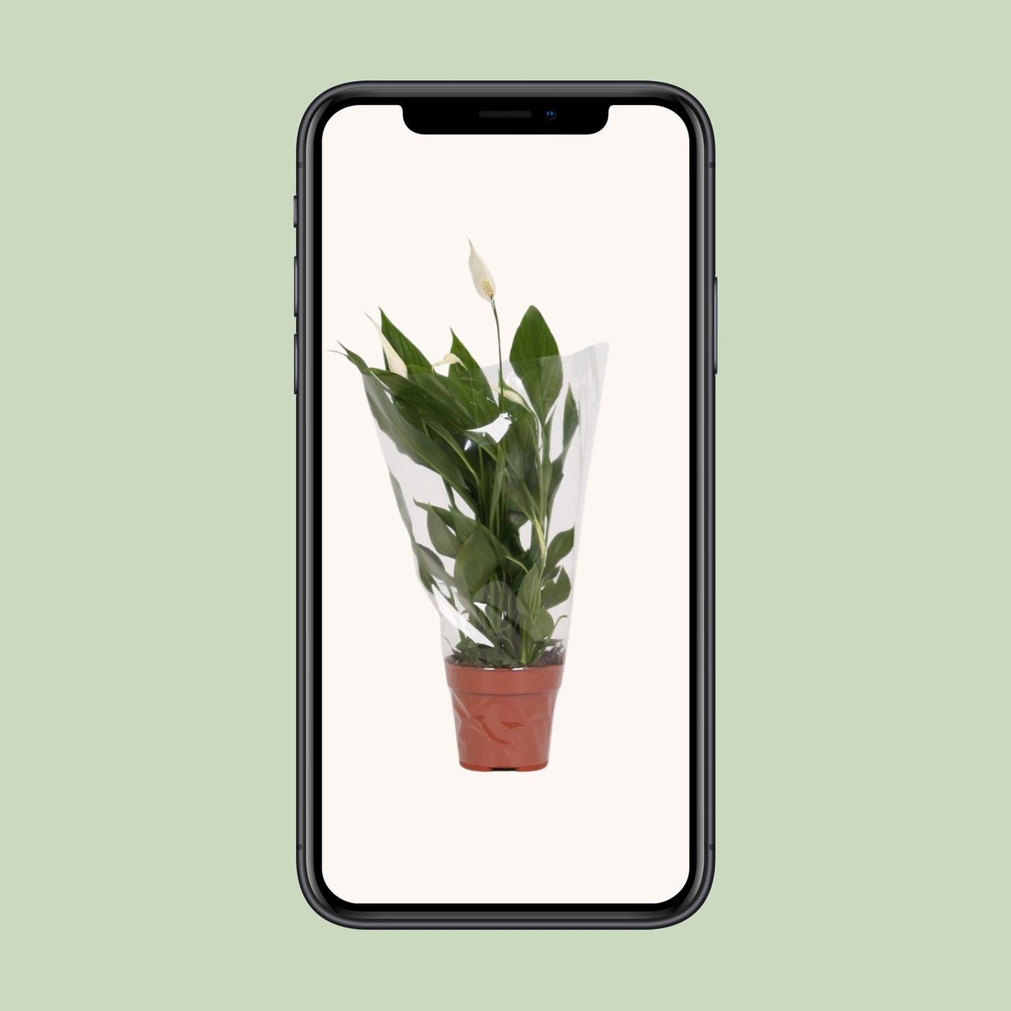 Spathiphyllum Alana - Ø12cm - ↕45cm bei Pflanzfix24