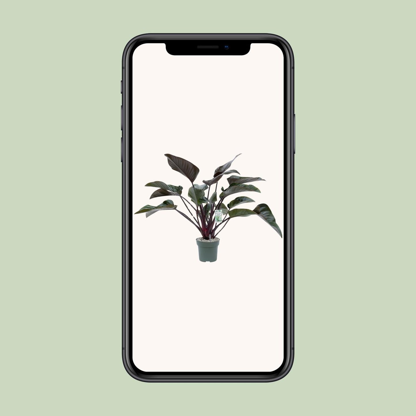 Philodendron Red Beauty - Ø27cm - Pflanzfix24