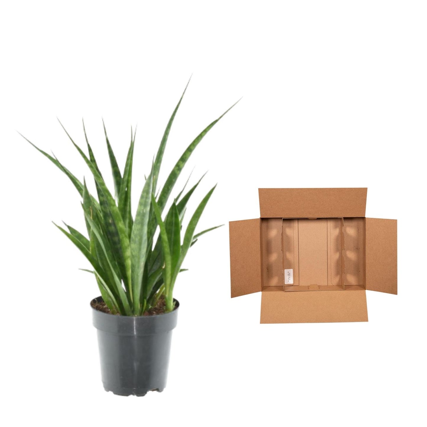 3x Sansevieria Kirkii - 38 cm - ø12 - Pflanzfix24.de - Pflanzfix24.de