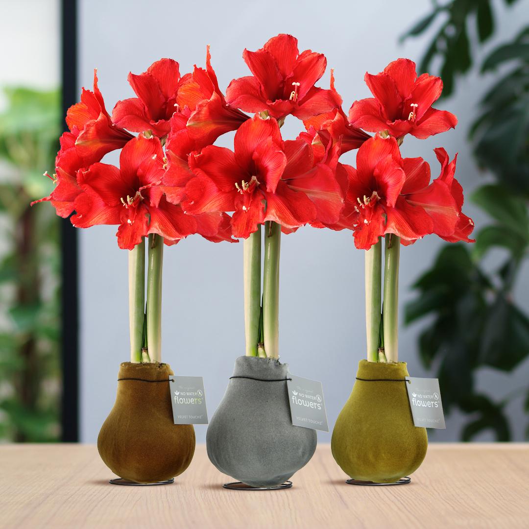 No Water Flowers® (wax amaryllis) | Velvet Touchz® Metallic Mix (3 pack) + Red flower - Pflanzfix24