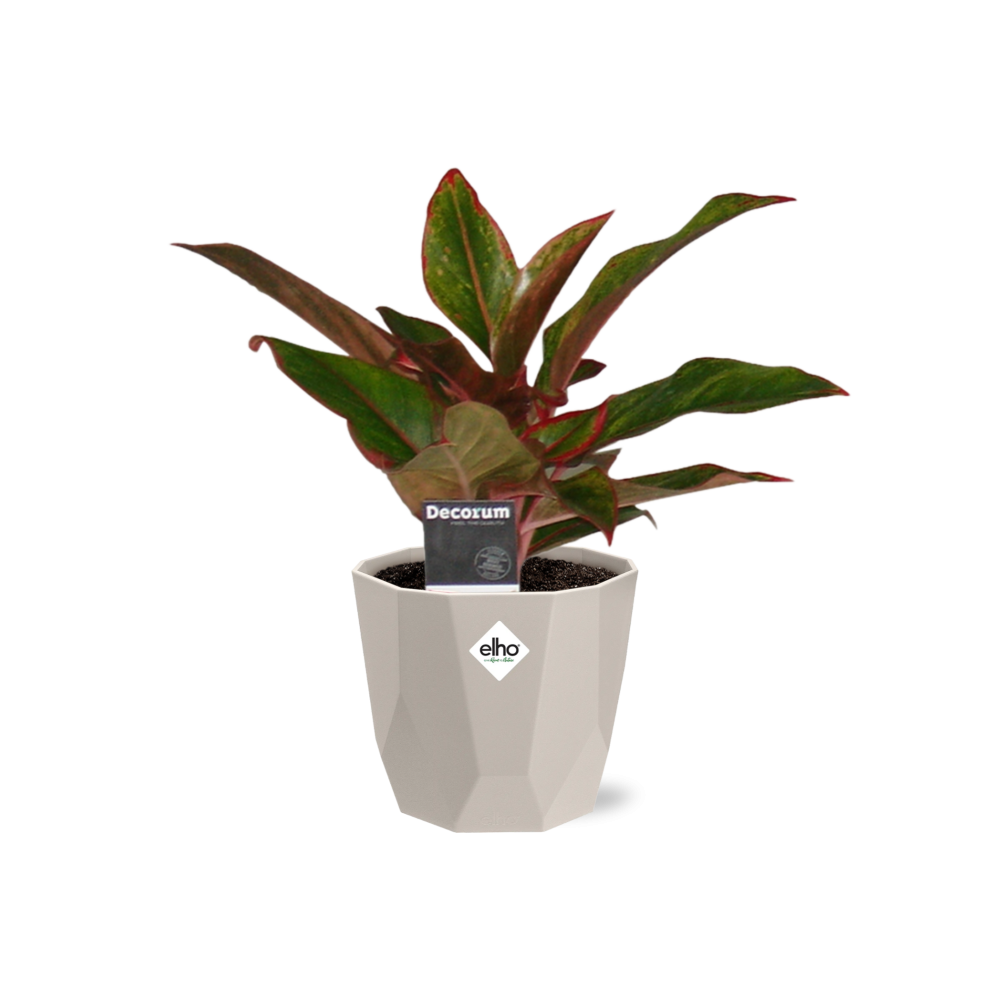 Aglaonema Crete in ELHO b.for rock 14 cm warm grey - Pflanzfix24