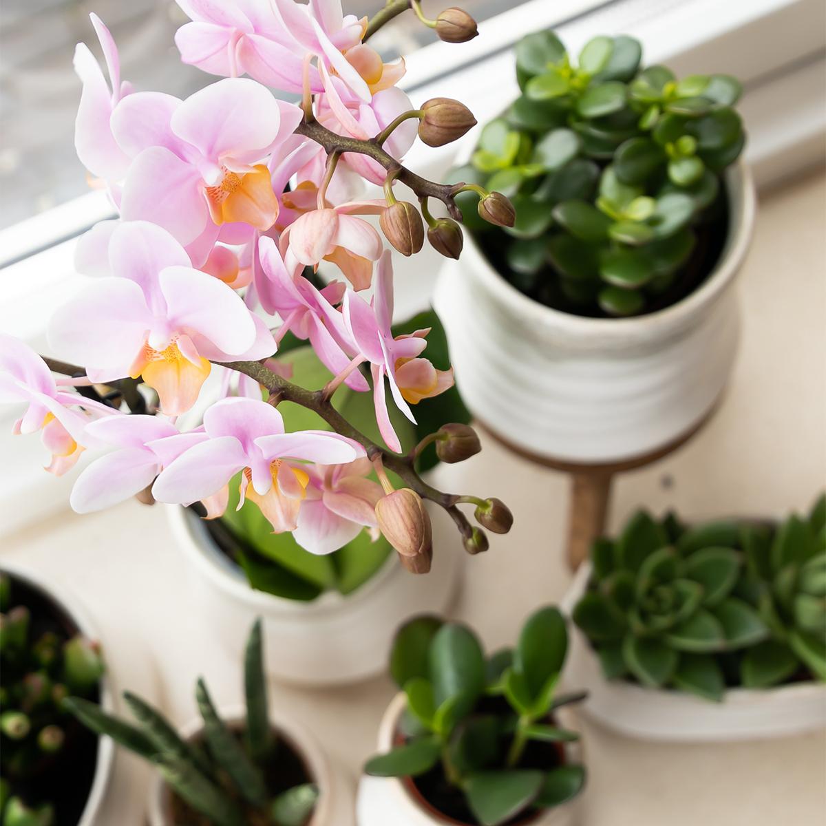Kolibri Greens | Groene Pflanze - Sukkulente Crassula Minor - Blumenerde Ø6cm - Pflanzfix24