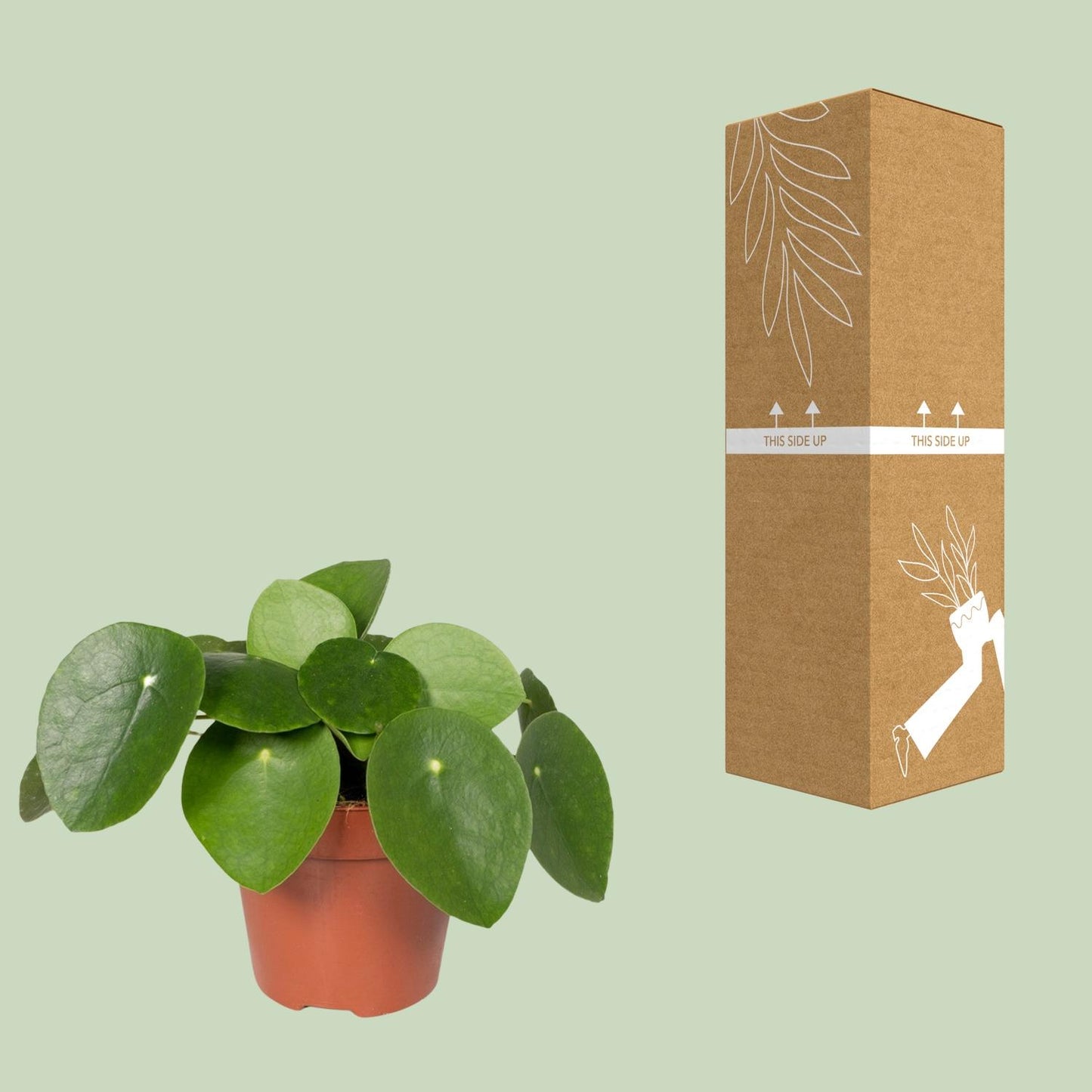 Pilea Peperomioides „Pfannkuchenfabrik“ Ø12cm – Aluminium-Pflanze | Pflanzfix24.de - Pflanzfix24.de