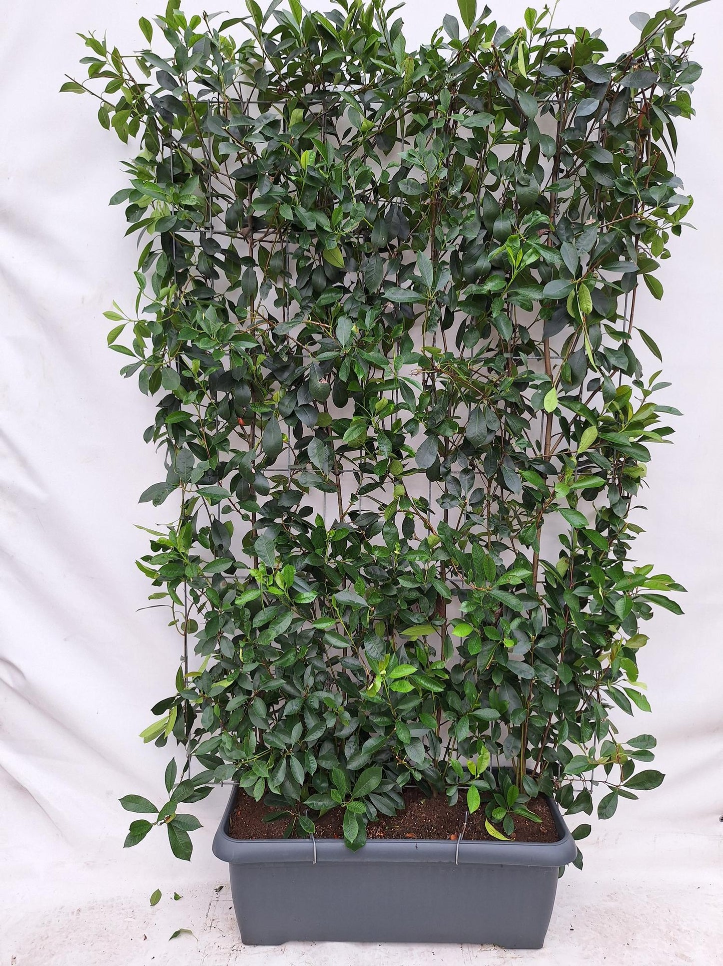 Photinia Fraseri 'Red Robin' Fertighecke 120x180 cm - Pflanzfix24