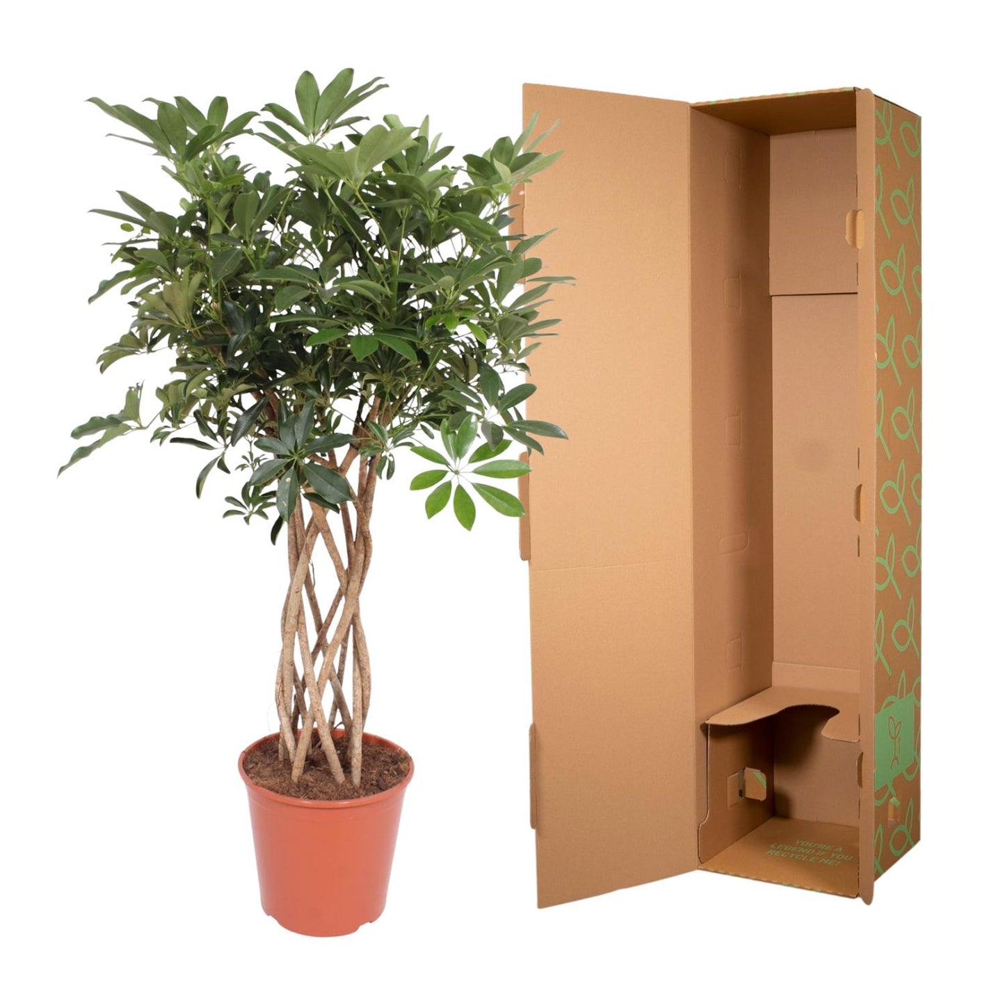 Schefflera Compacta geflochtener Stamm 130cm | Pflanzfix24.de - Pflanzfix24.de