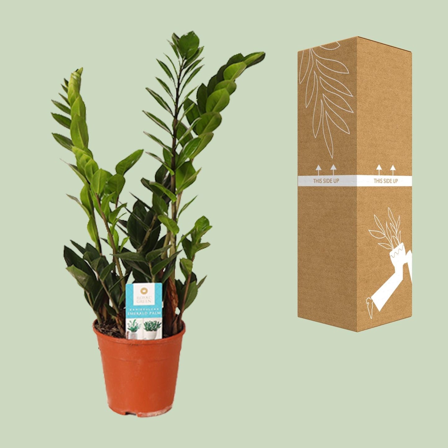 Zamioculcas Zamiifolia 45cm - Zimmerpflanze bei Pflanzfix24
