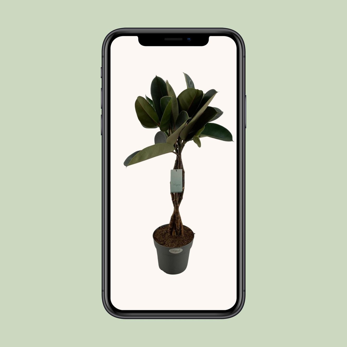 Ficus Elastica Burgundy - Ø24cm - ↕100cm - Pflanzfix24