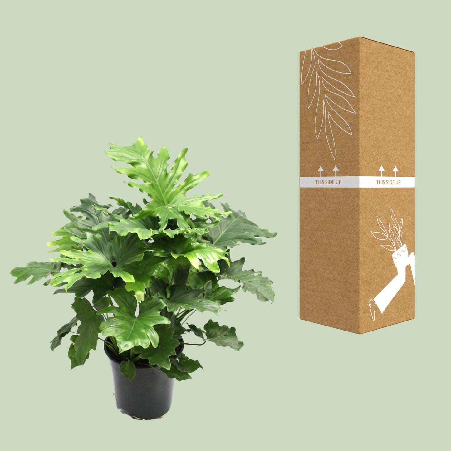 Philodendron Xanadu - Ø21cm - ↕80cm von Pflanzfix24