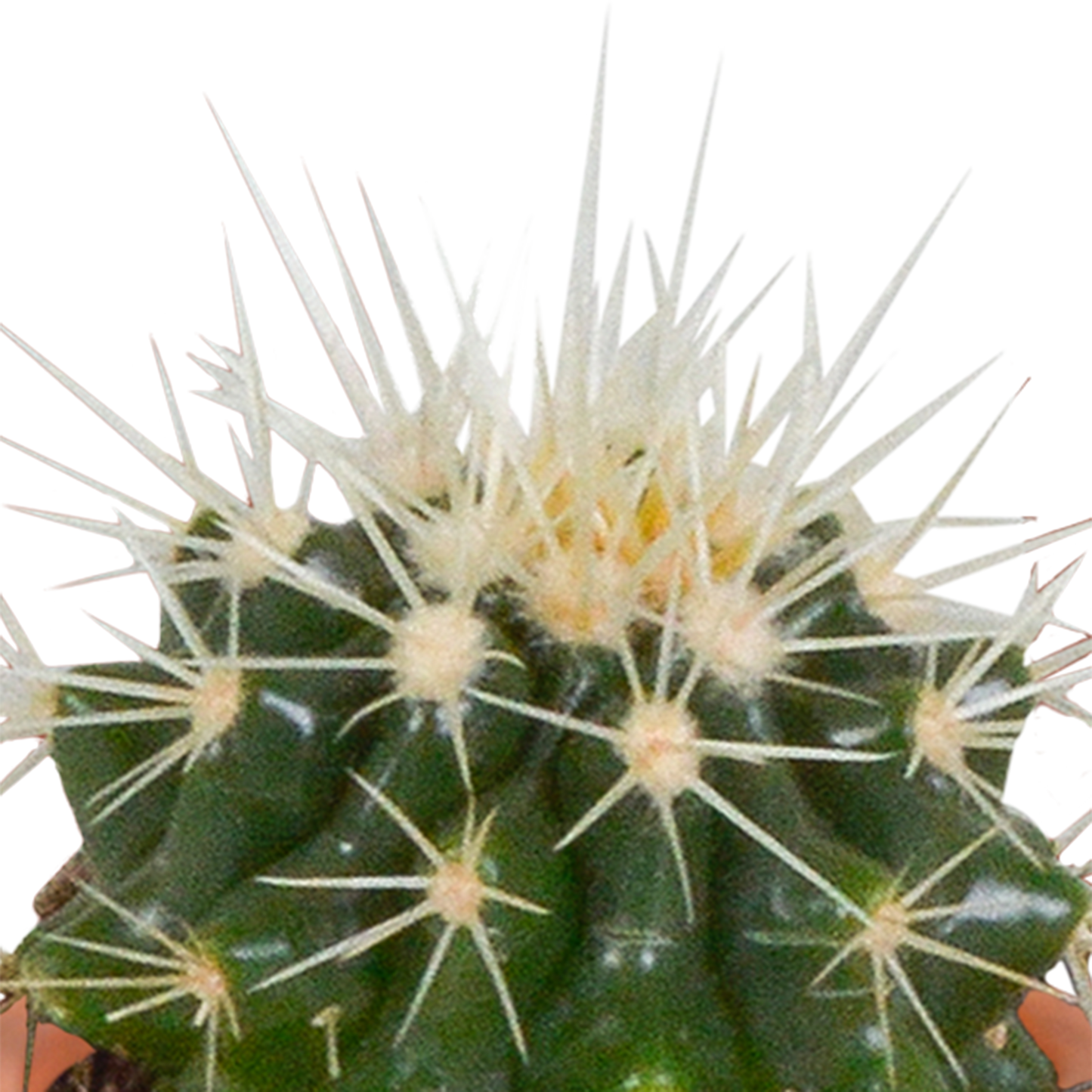 Cactus en vetplanten Mischung 5,5 cm | 15 stück - in Mexicaanse pot - Pflanzfix24.de - Pflanzfix24.de