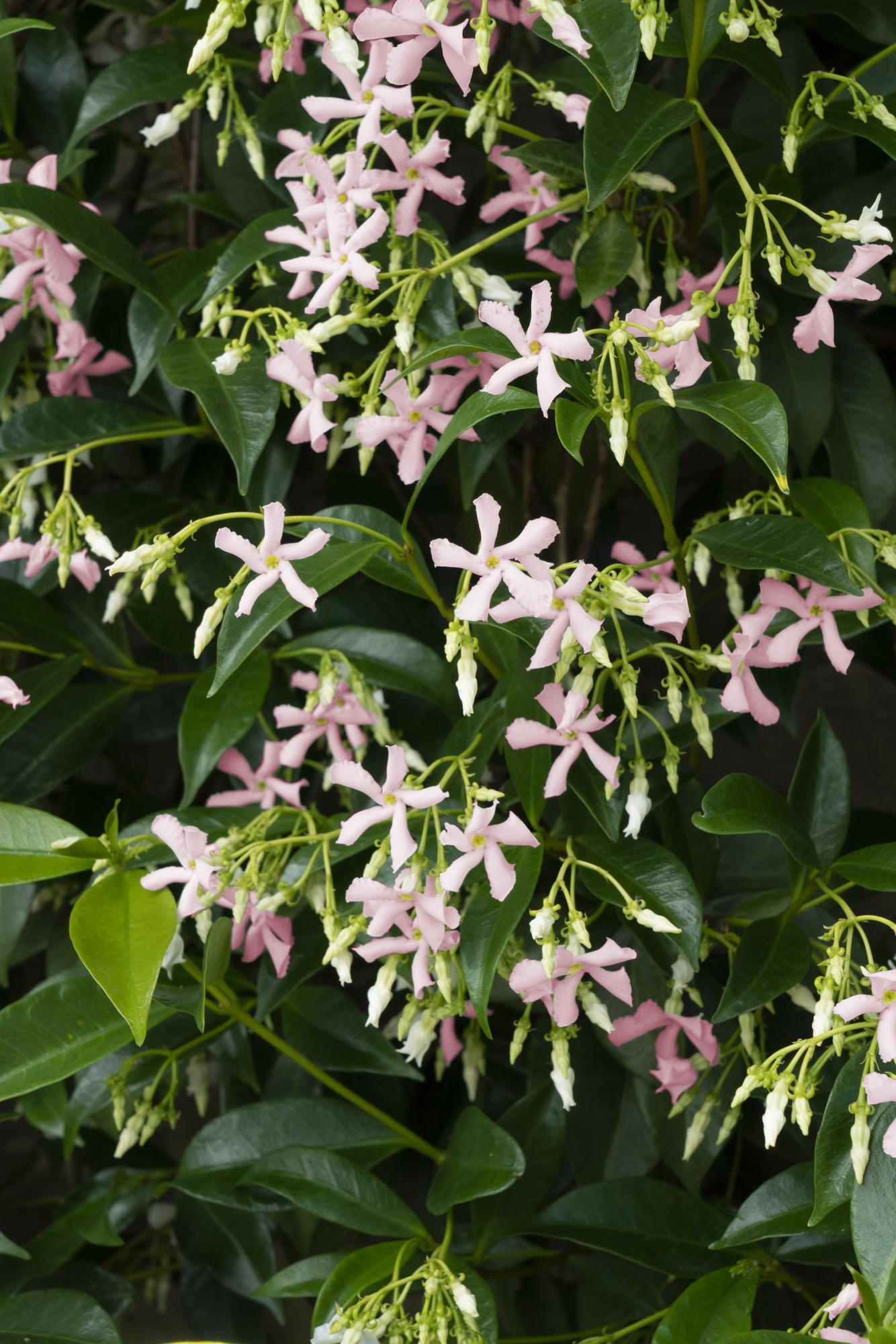 2x - Trachelospermum 'Star of Ibiza' - ↨65cm - Ø15 - Pflanzfix24