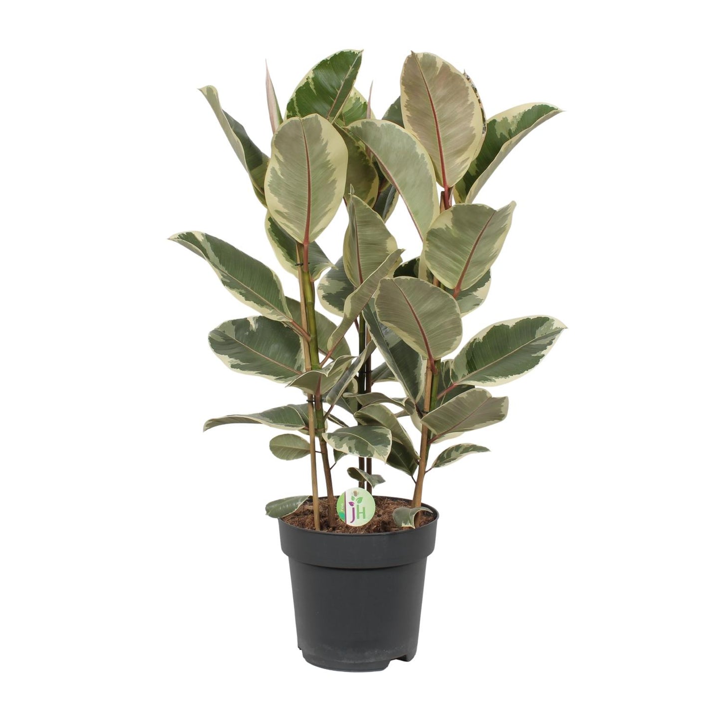 Ficus Tineke - Ø27cm - ↕85cm von Pflanzfix24.de - Pflanzfix24.de