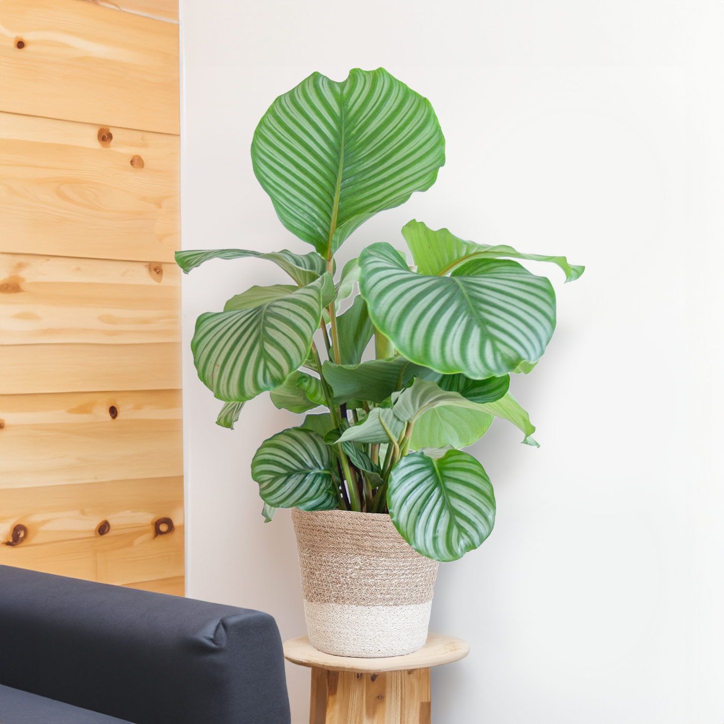 Calathea Orbifolia mit weißem Lissabon-Korb - 65cm - Ø19 - Pflanzfix24.de - Pflanzfix24.de